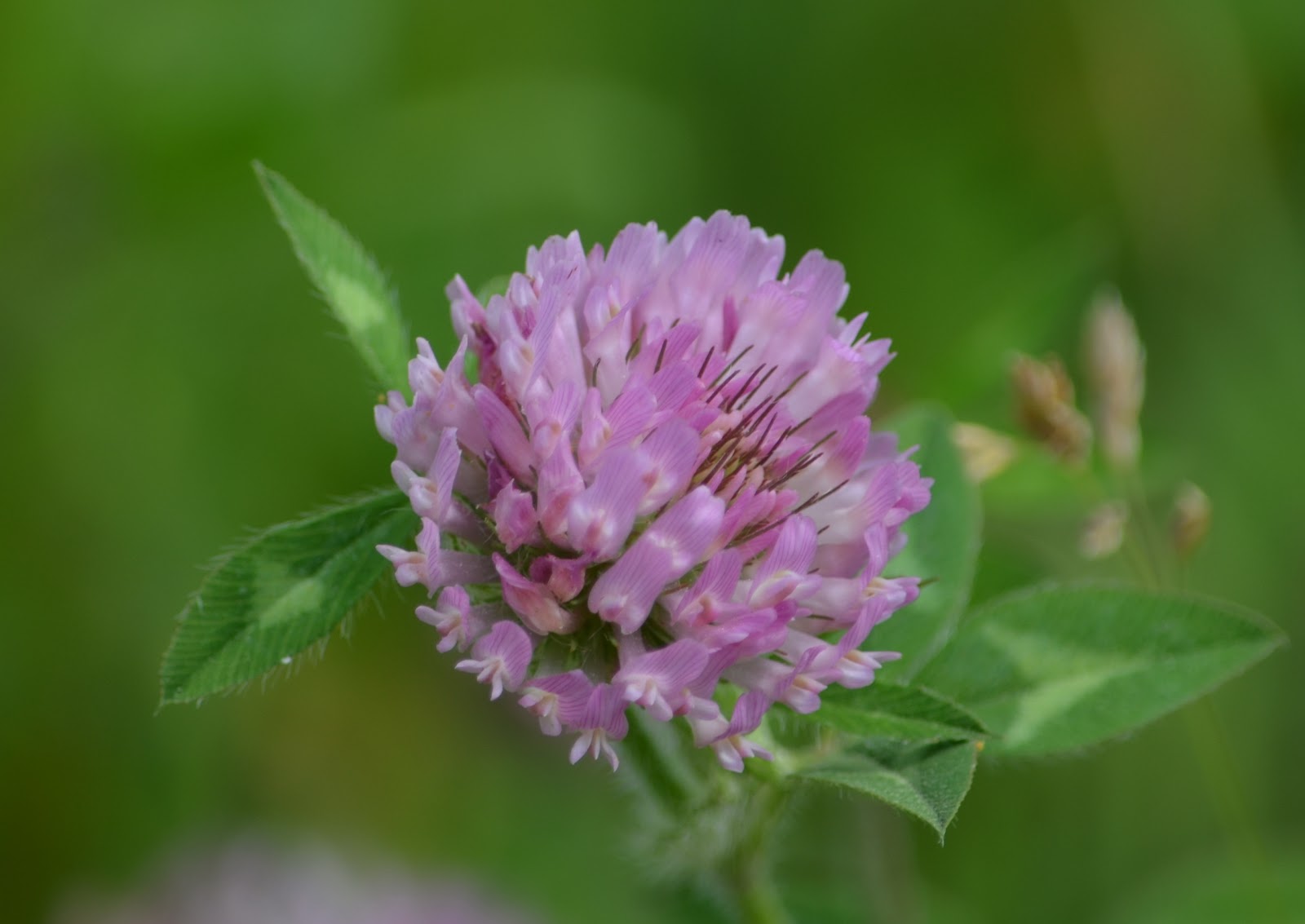 Hidden Pond Campground