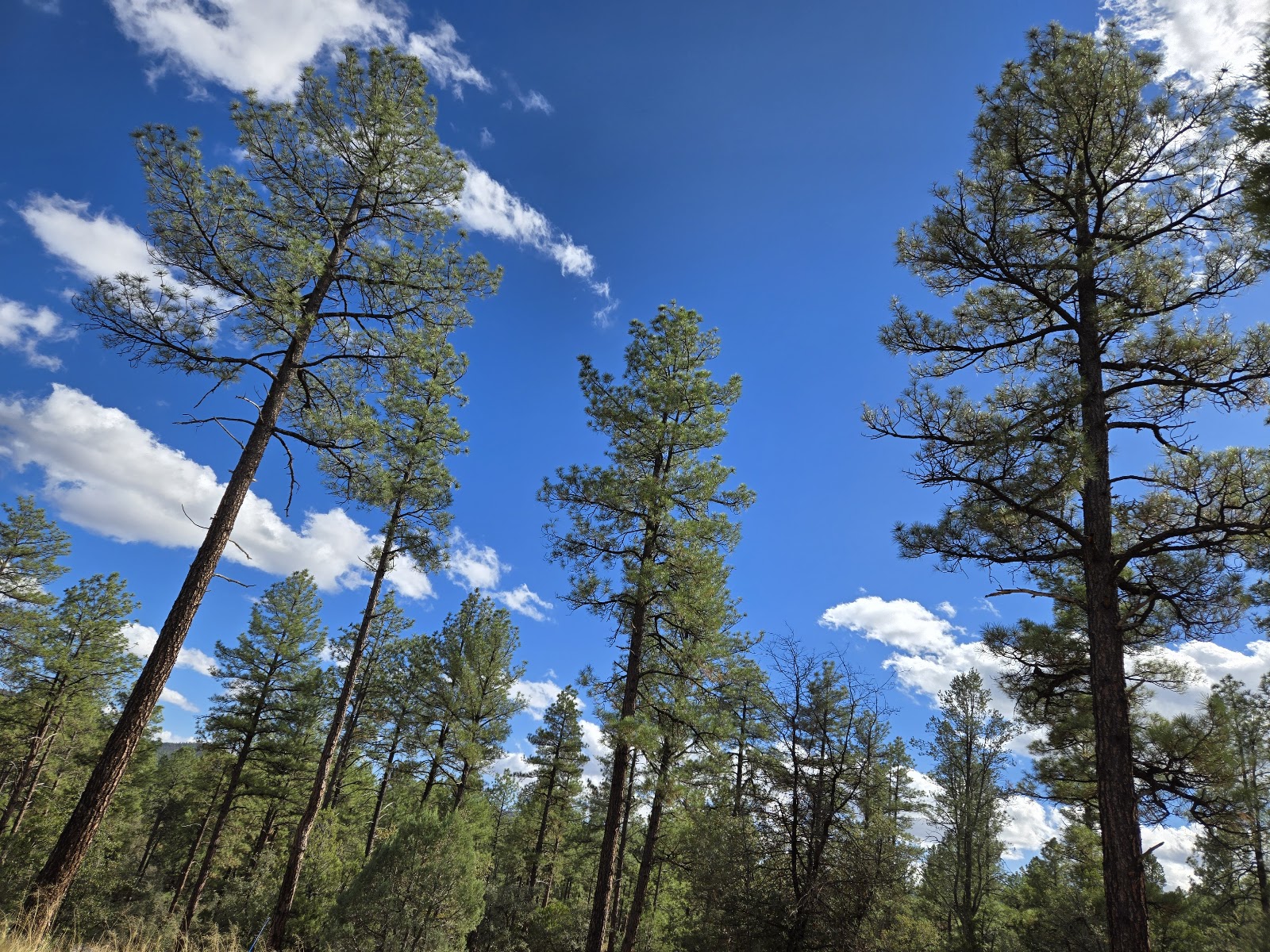 Lynx Lake Campground