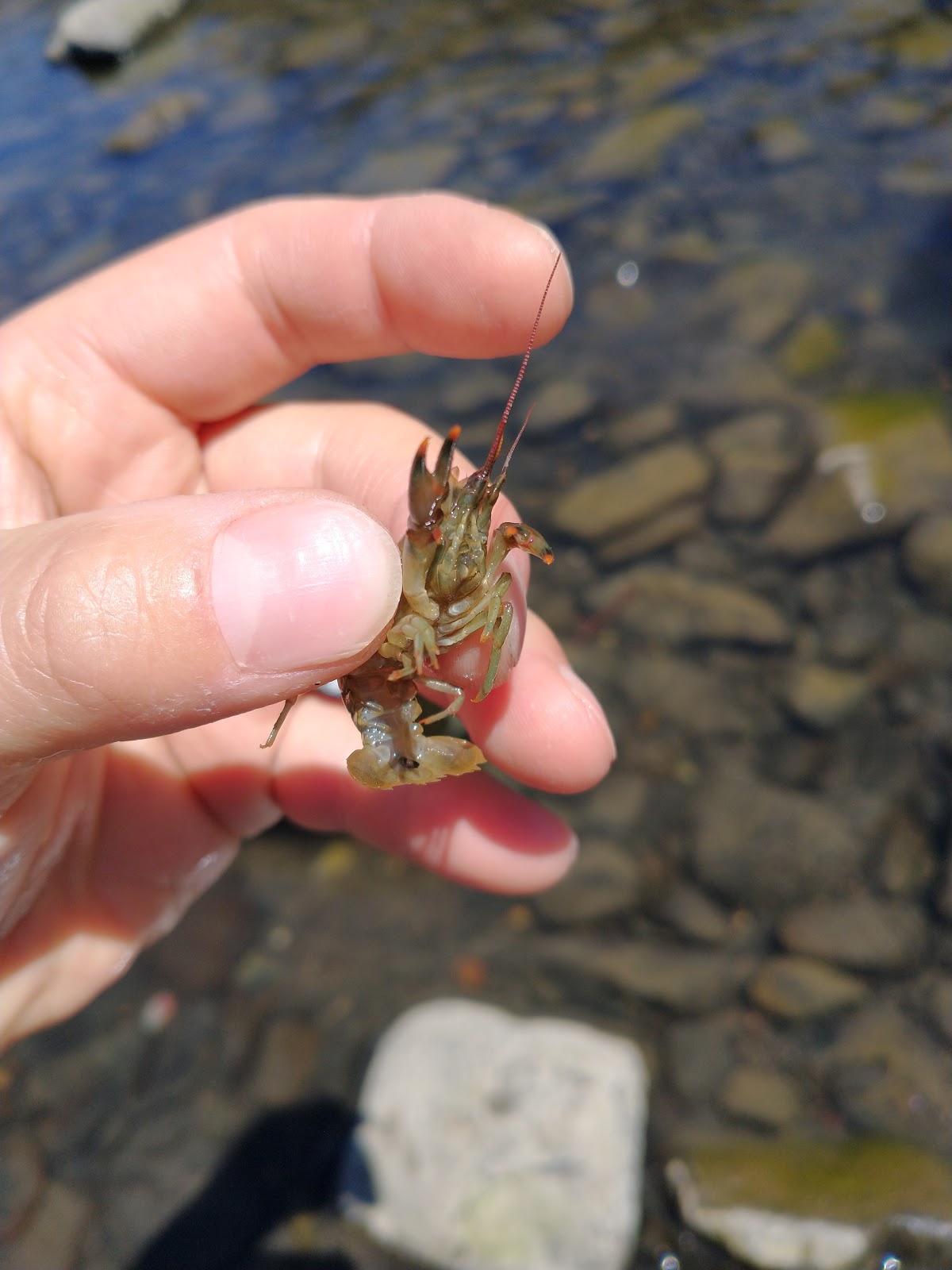 Service Creek Campground