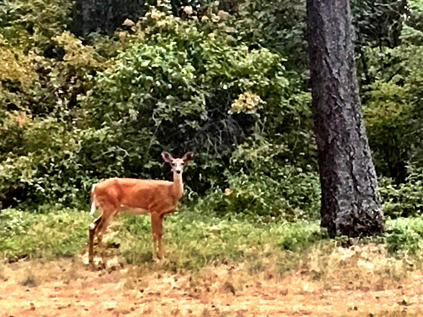 Bigfork Motor Coach Resort