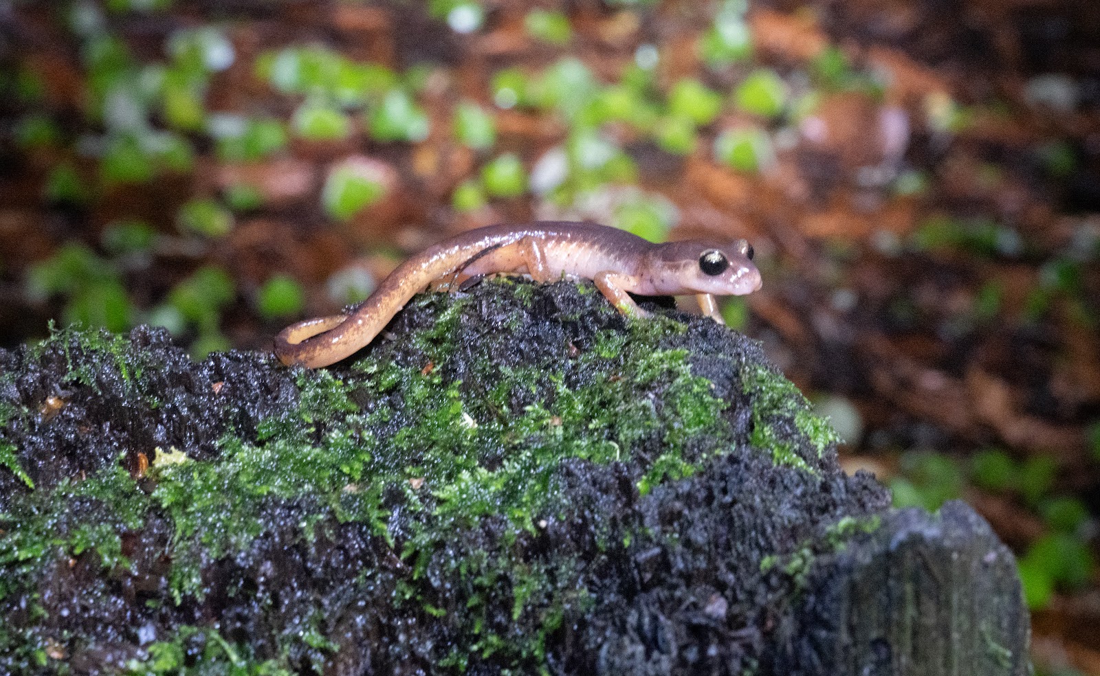 Memorial Park - Azalea Flat and Sequoia Flat Campground