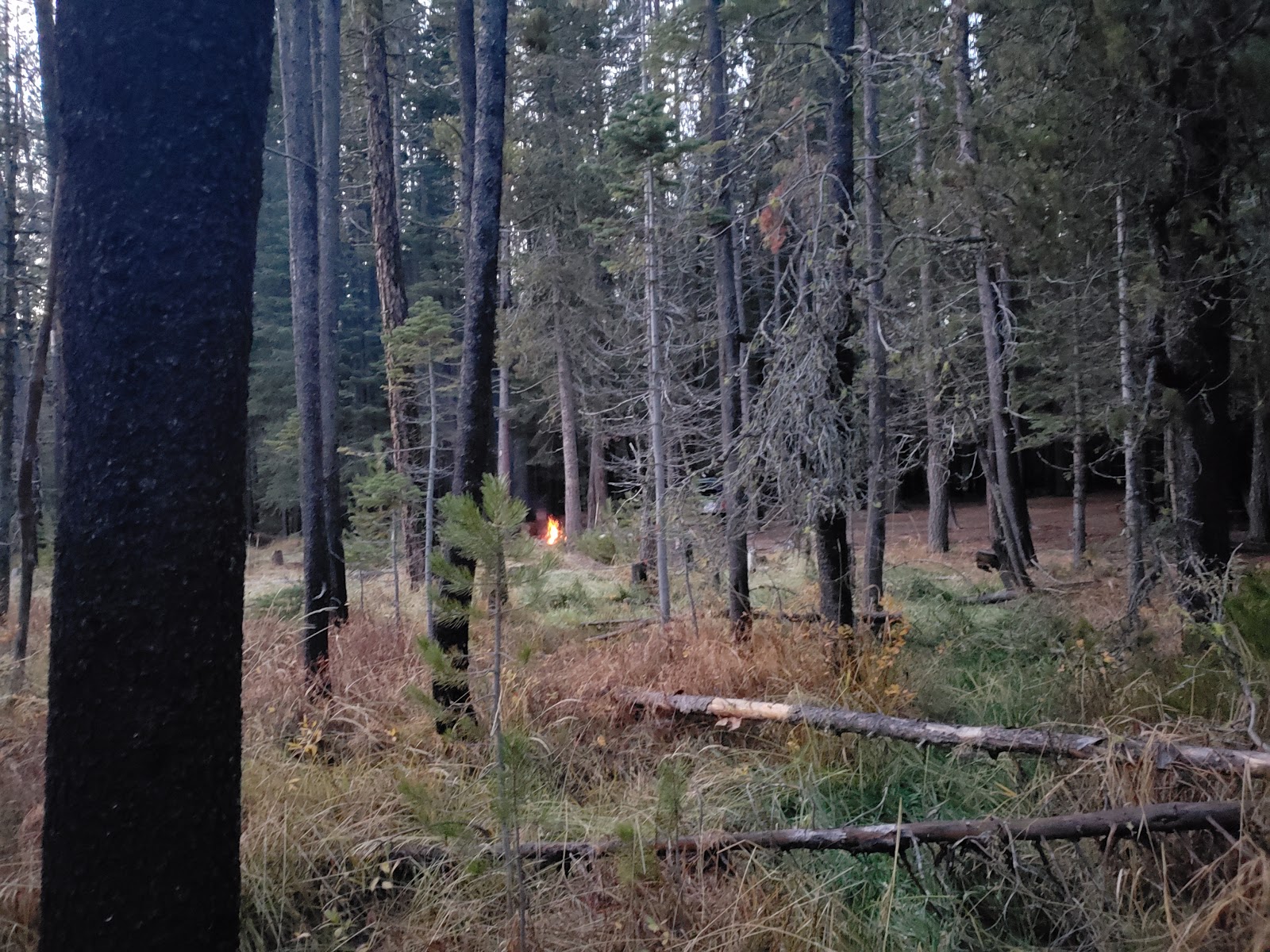 Willow Springs Campground