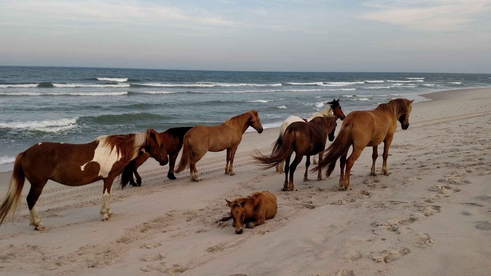 Assateague State Park
