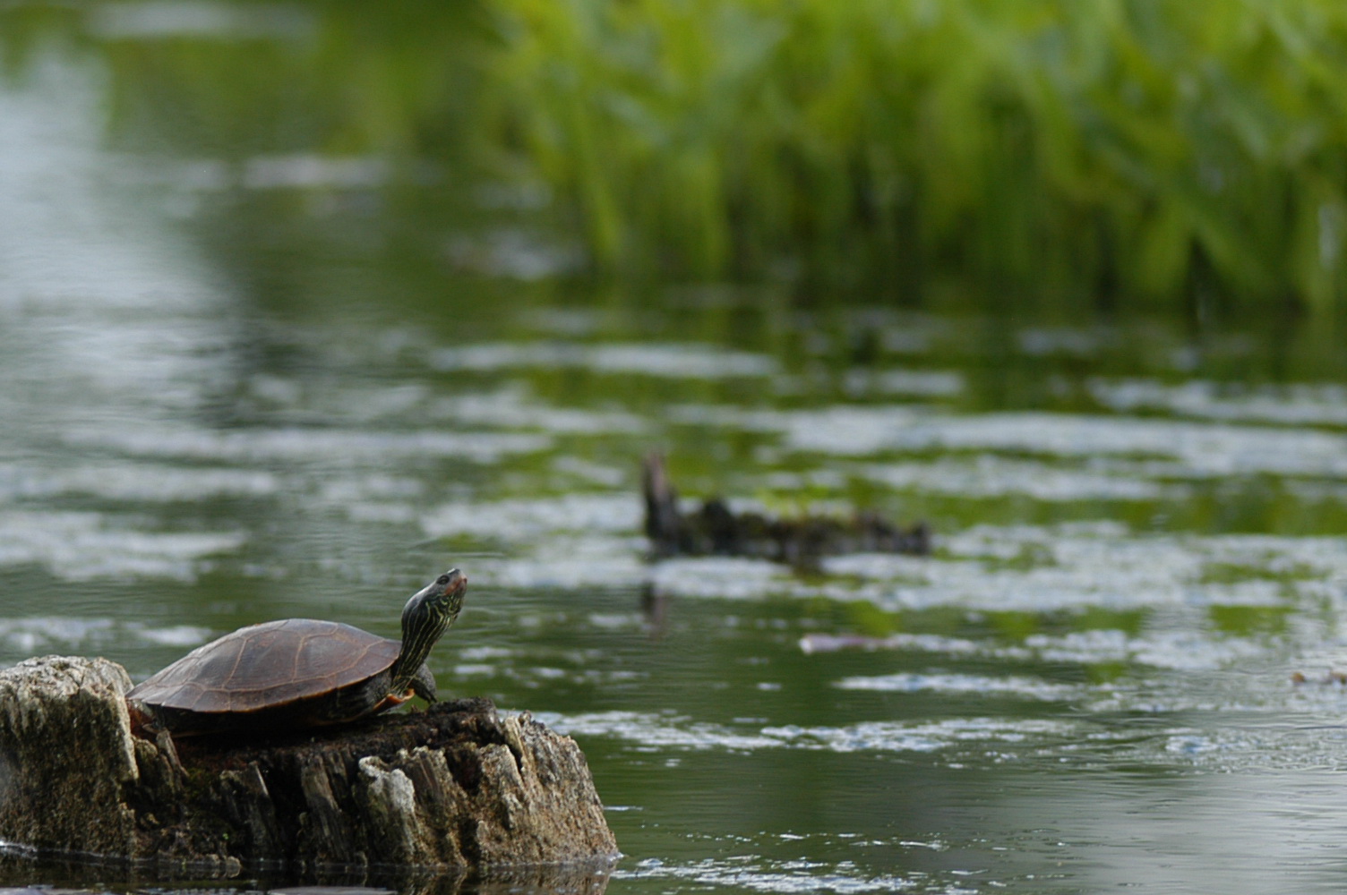 Hidden Pond Campground