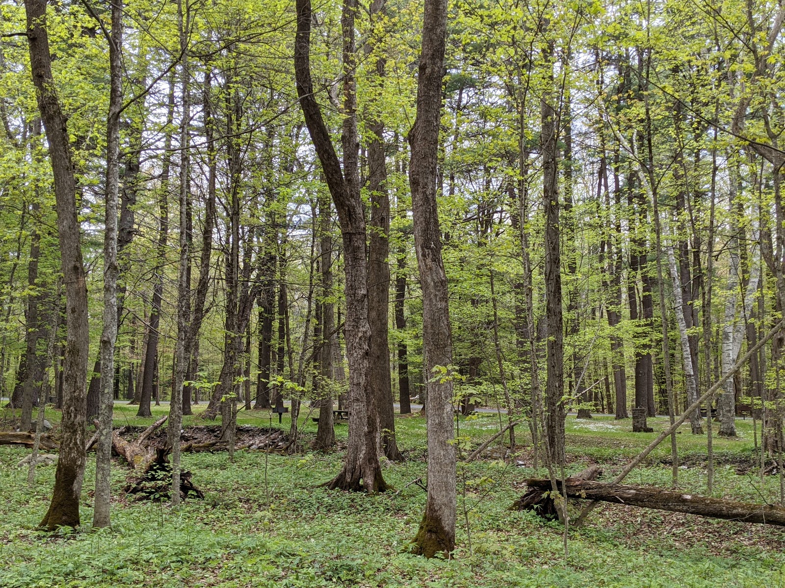 Berry Pond - Pittsfield State Forest