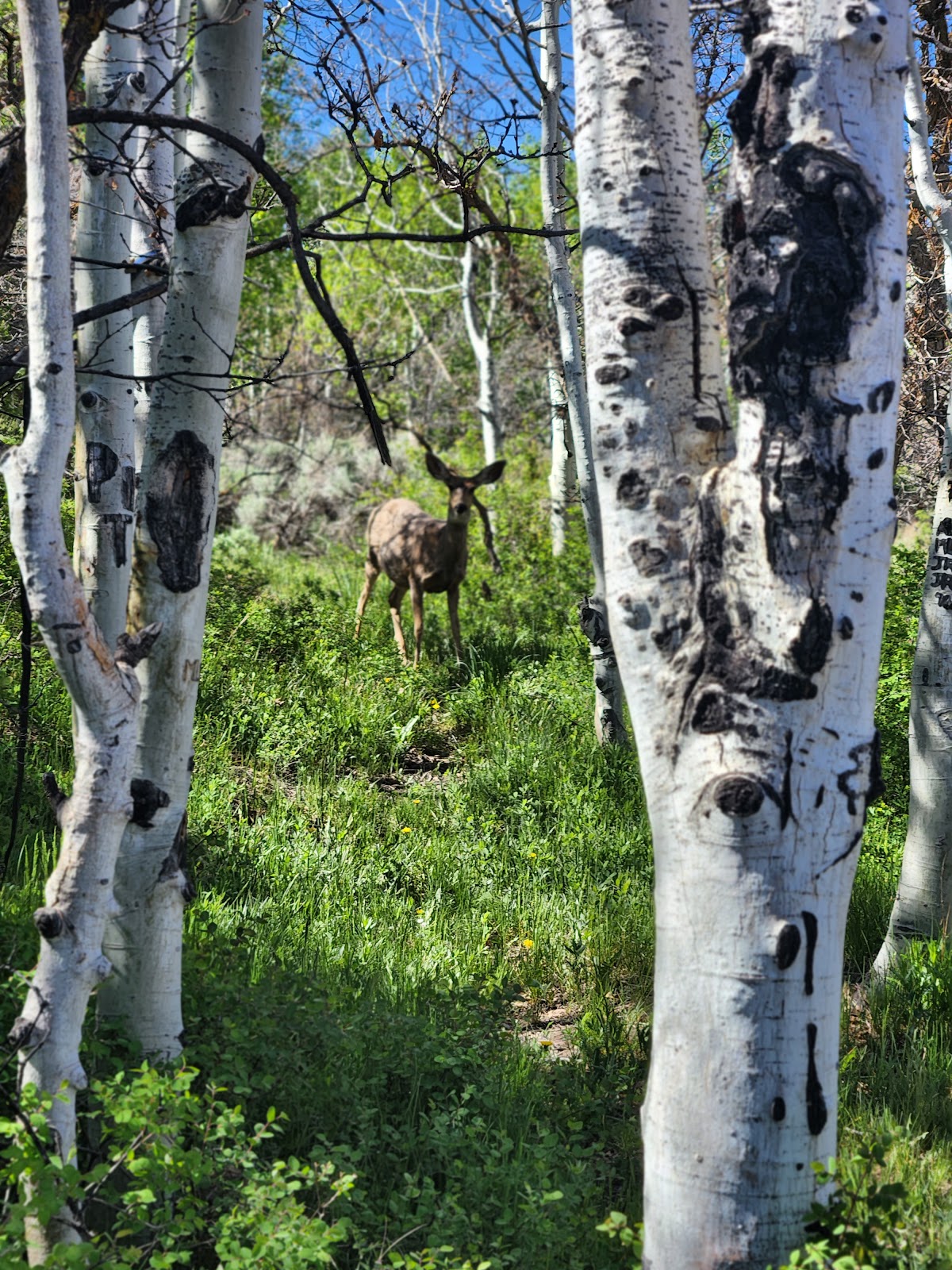 Mud Springs Campground