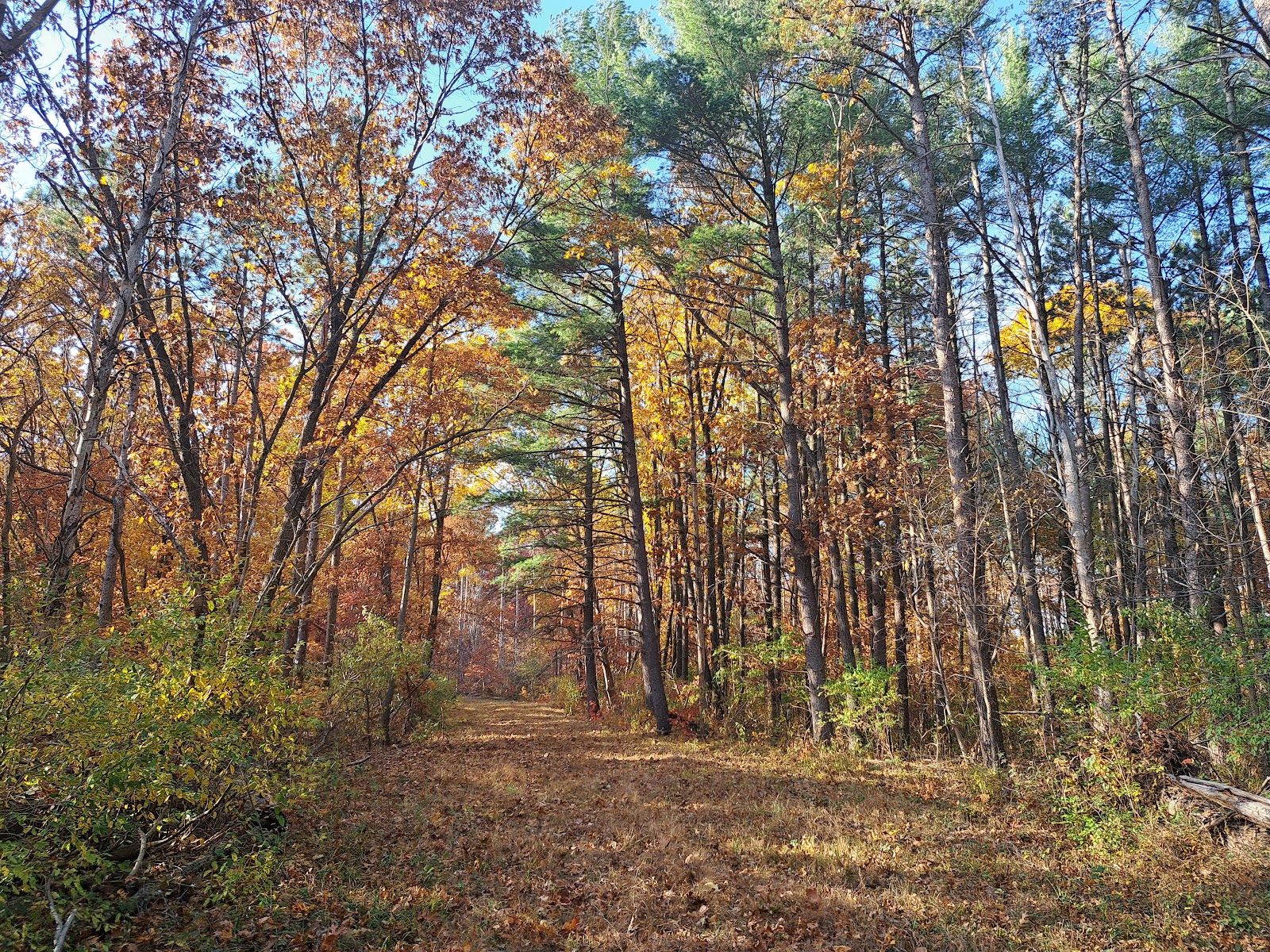 Shimek State Forest - Lick Creek Unit
