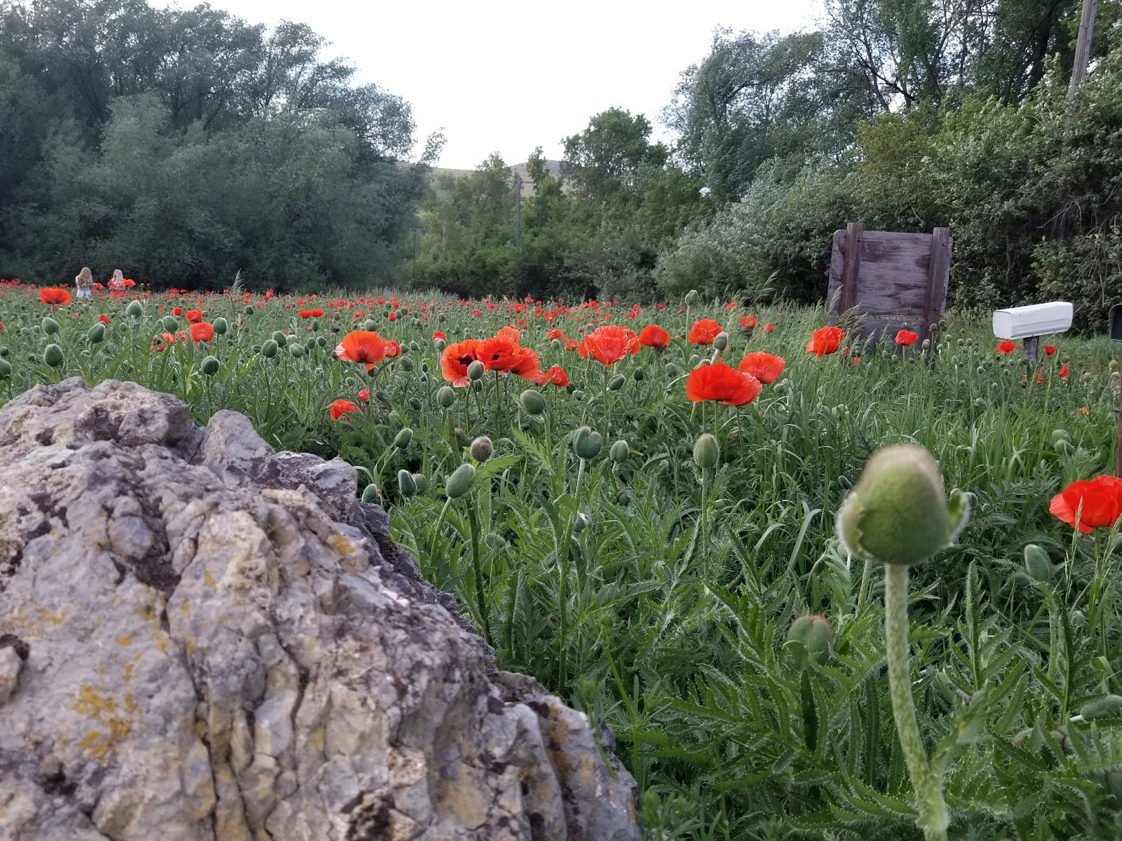 Box Elder Campground