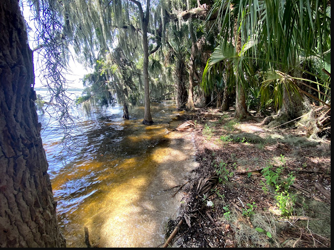 Orange Point - Welaka State Forest