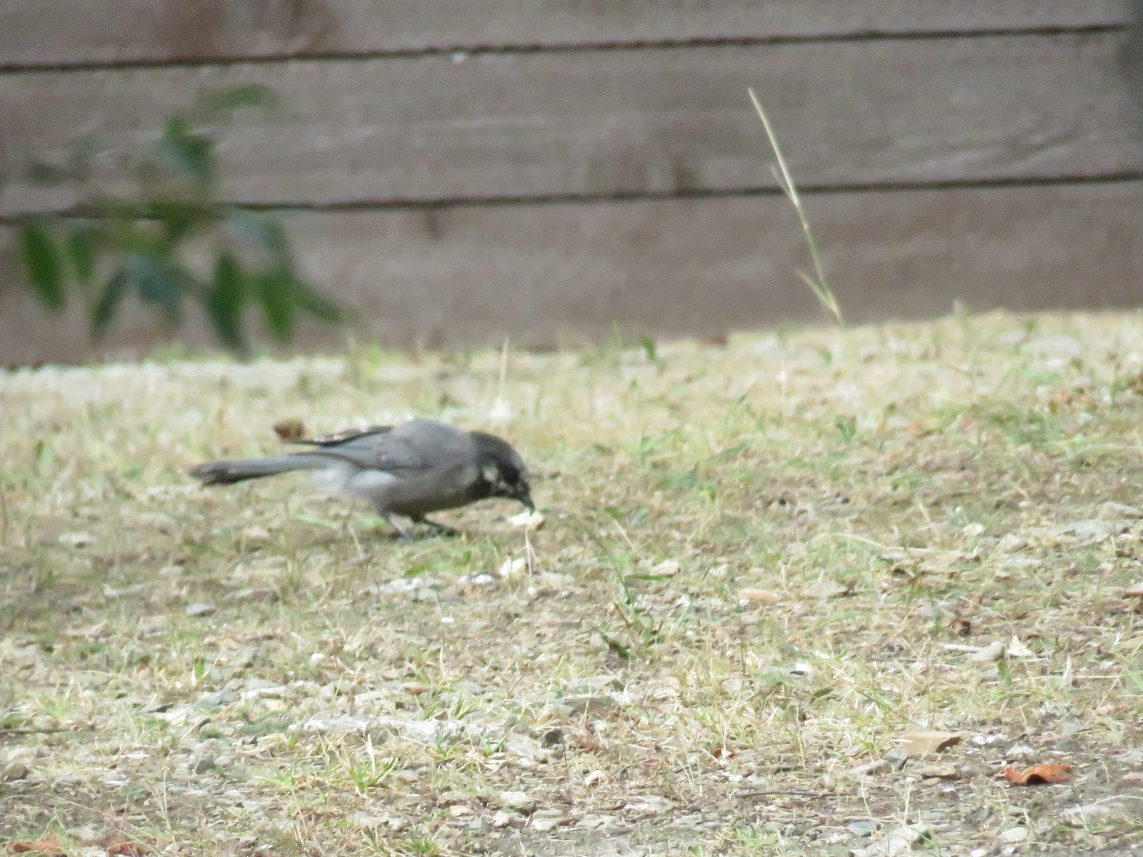 Walker Fork Campground