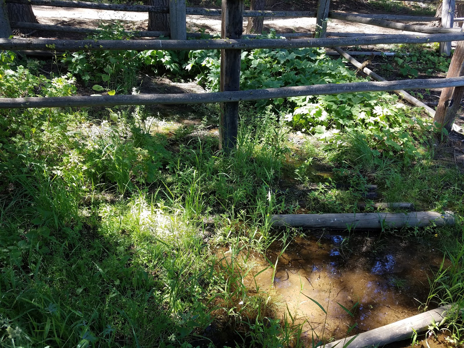 Tamarack Springs Campground