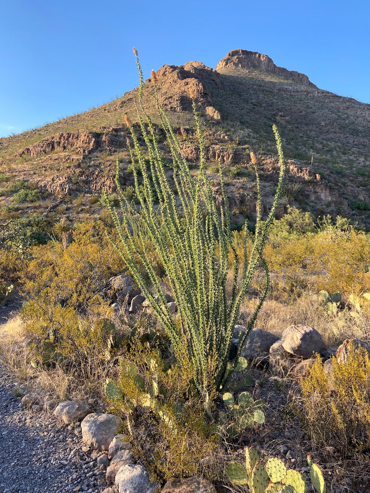 Oliver Lee Memorial State Park