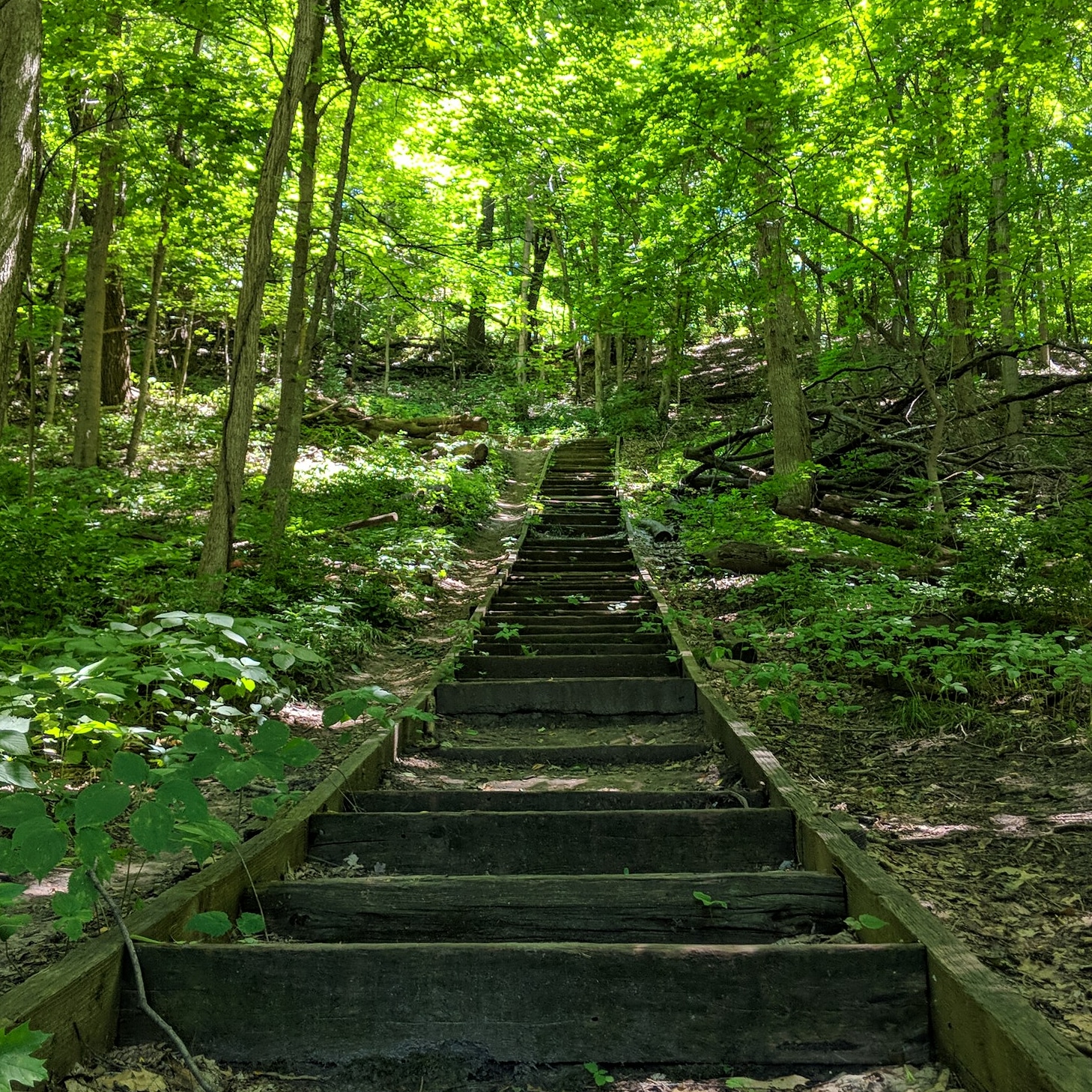 Illiniwek Forest Preserve