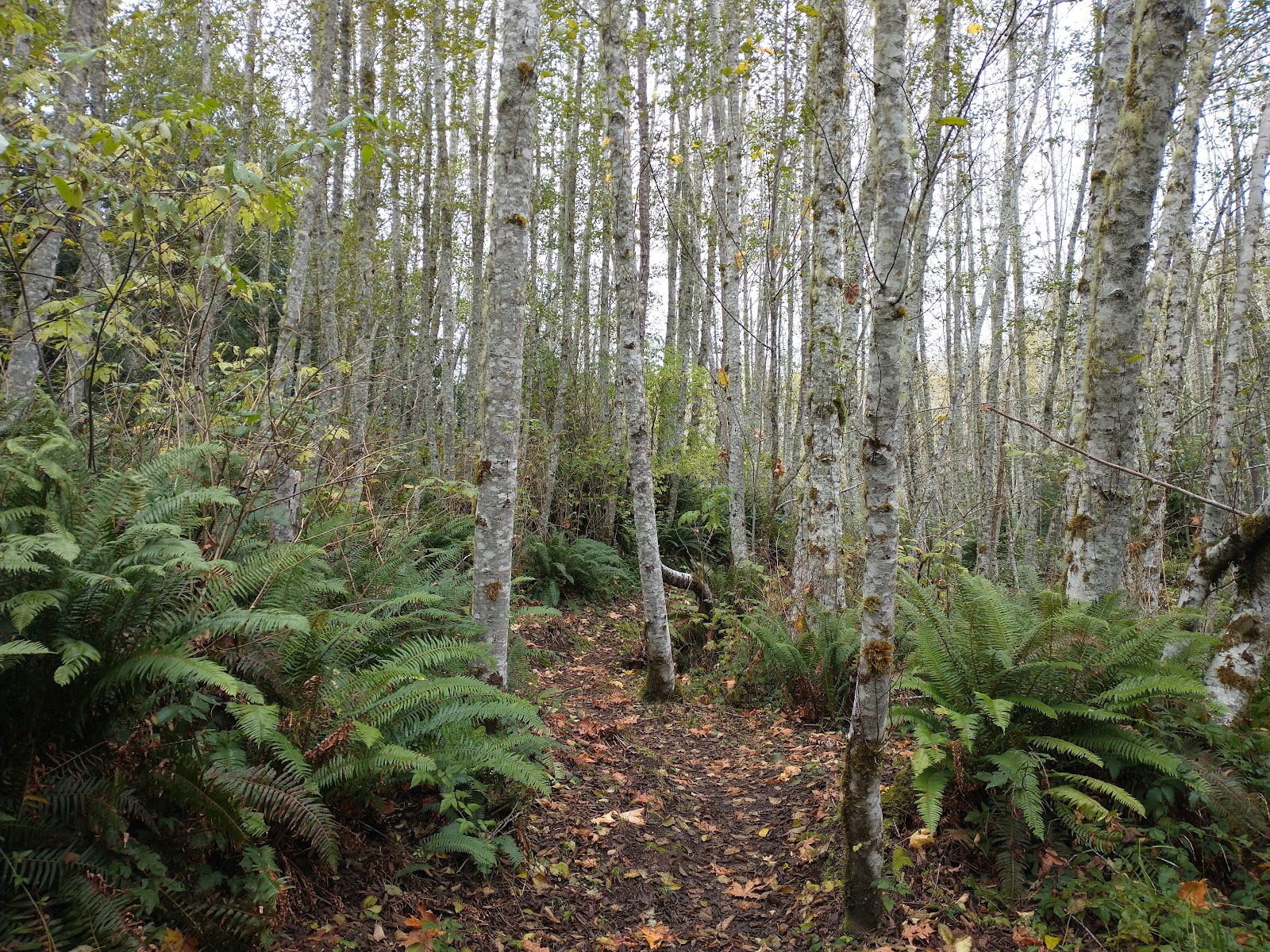 Lyre River Campground