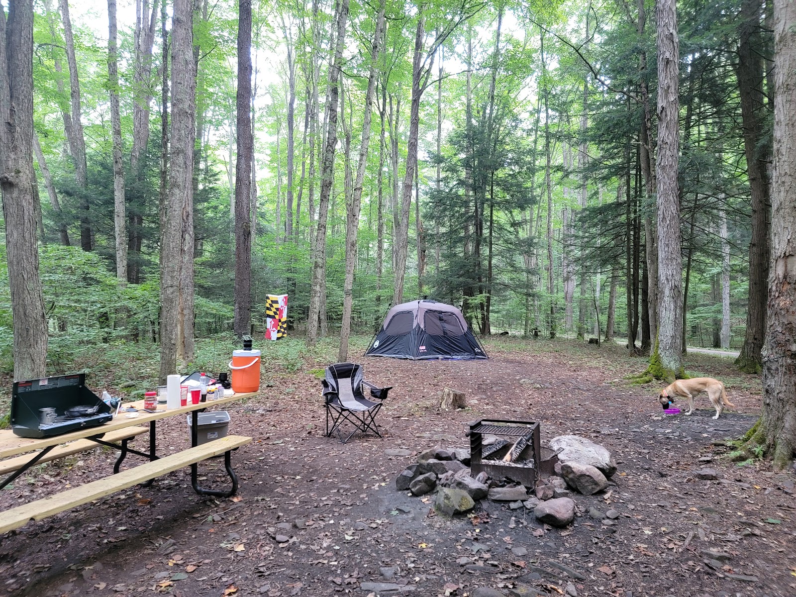 Savage River State Forest