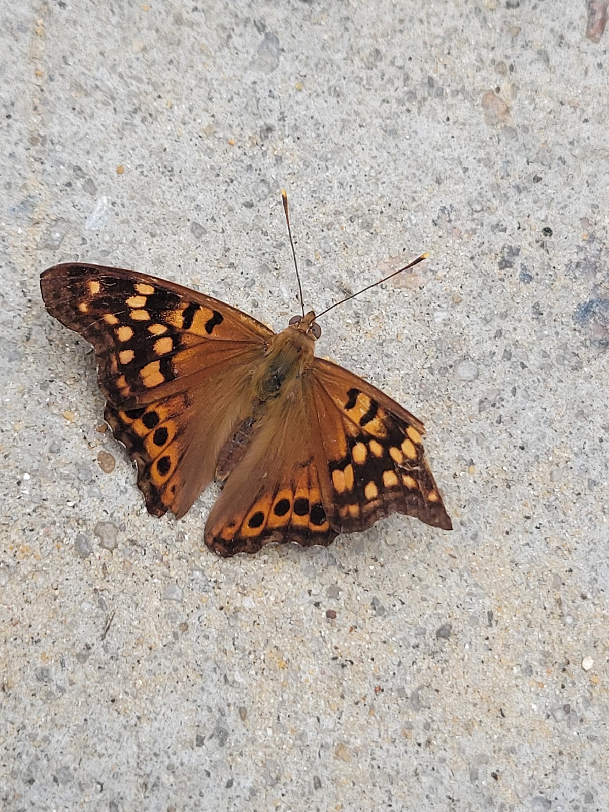 Horses To Harleys Campground