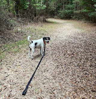 Magnolia Ridge Camping