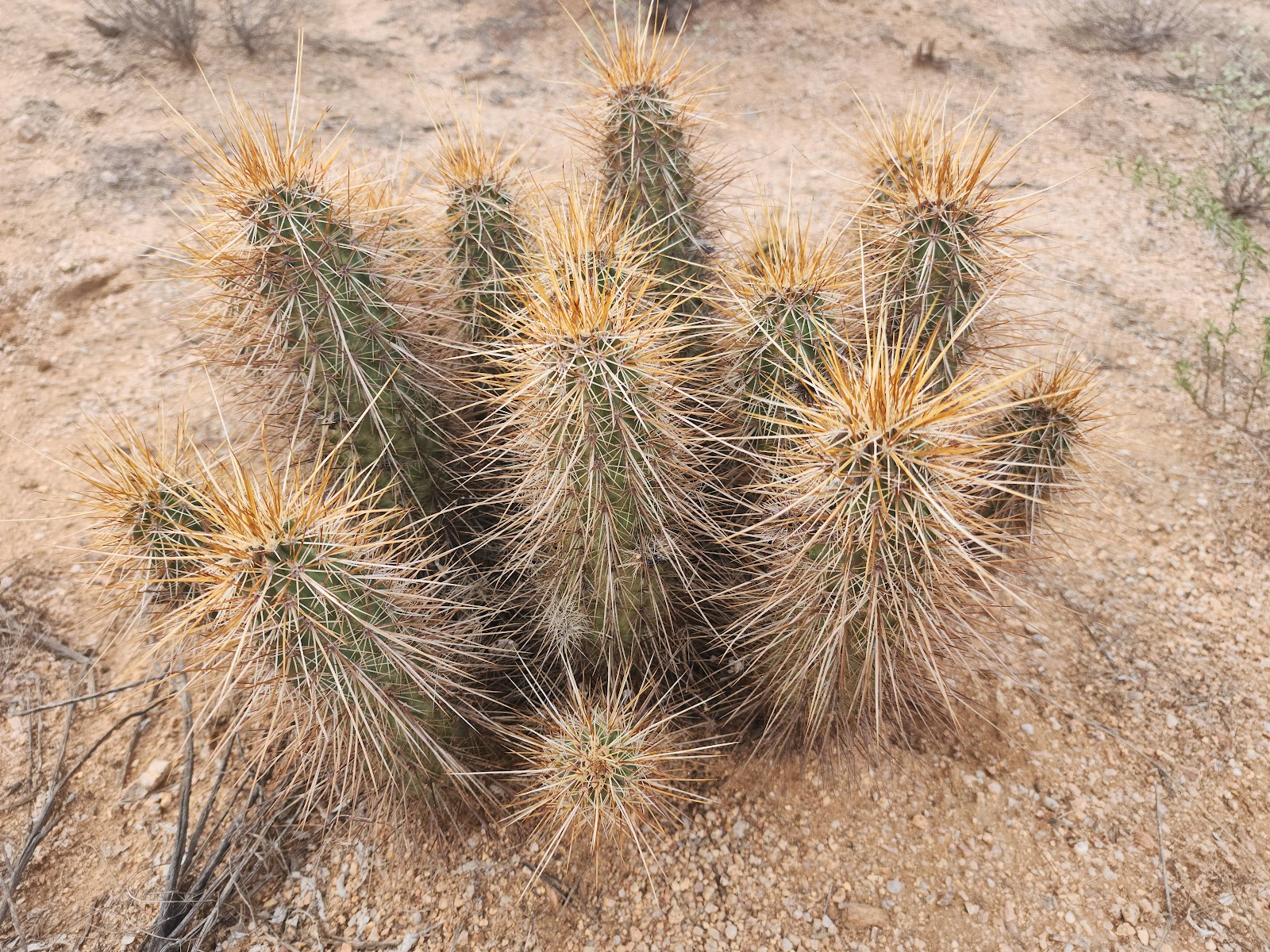 McDowell Mountain Regional Park