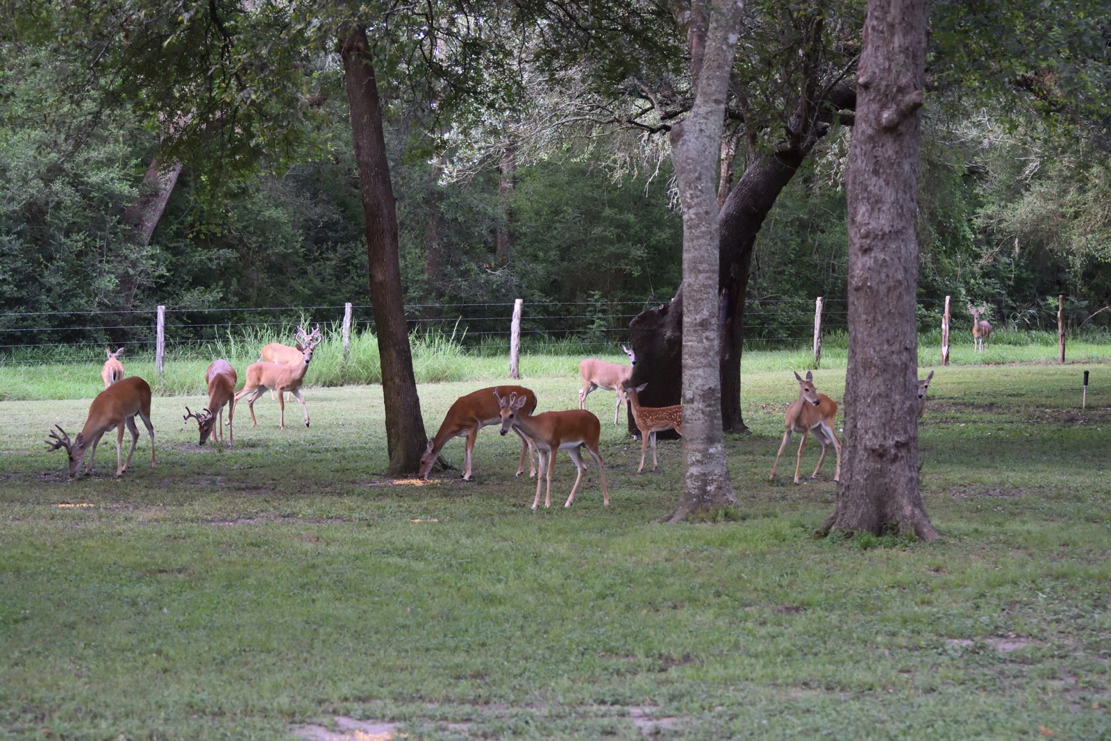 Shady Oaks RV Resort