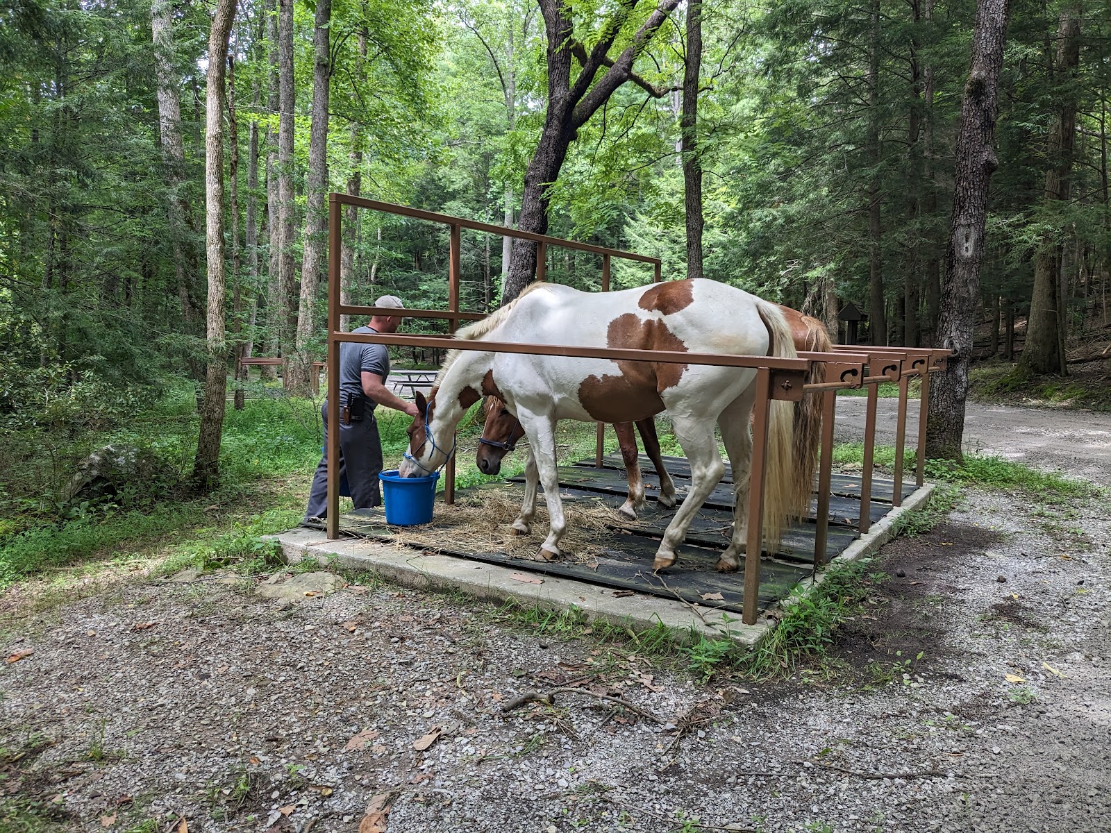 Anthony Creek Horse Camp