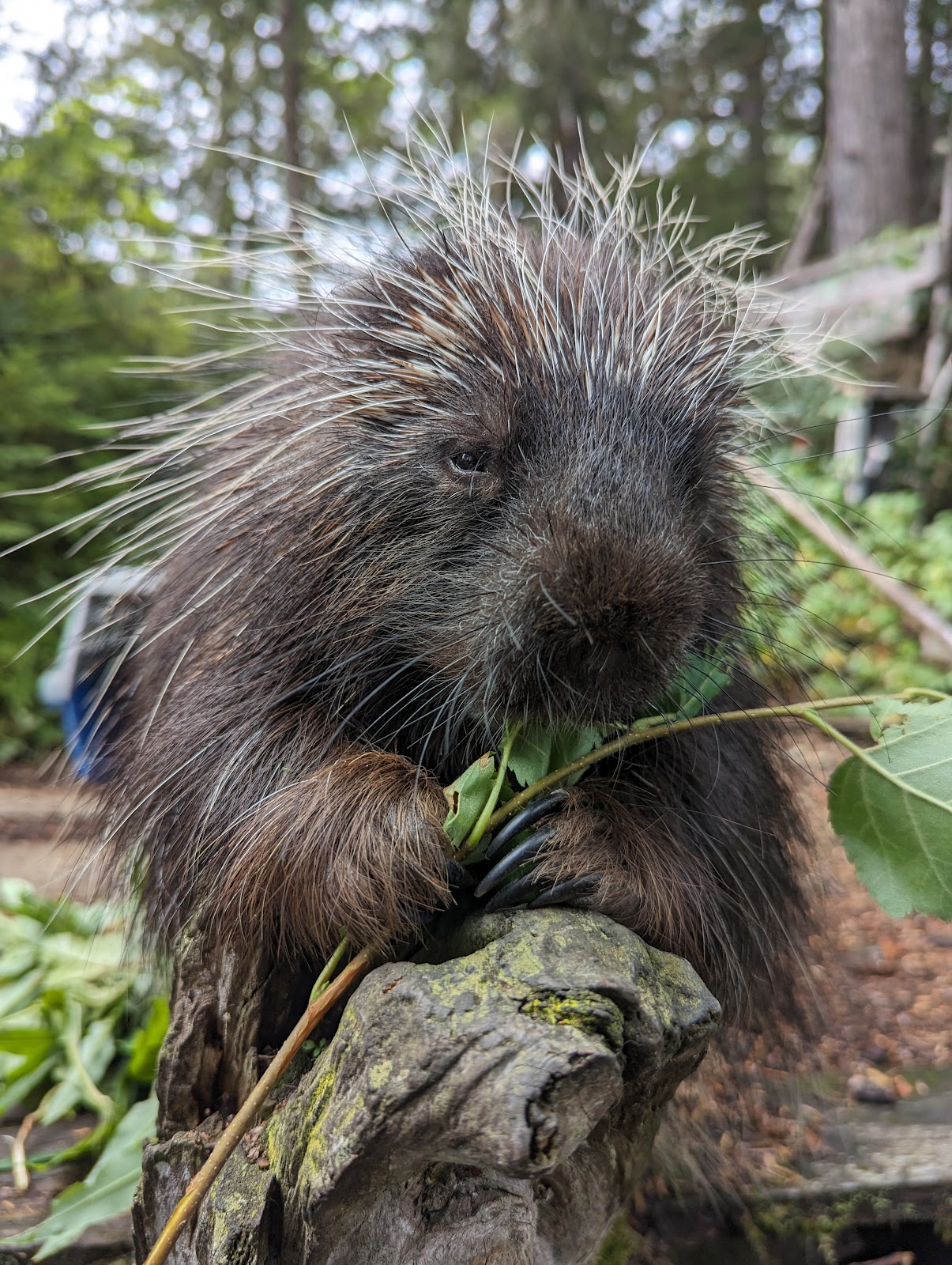 The Kroschel Wildlife Center