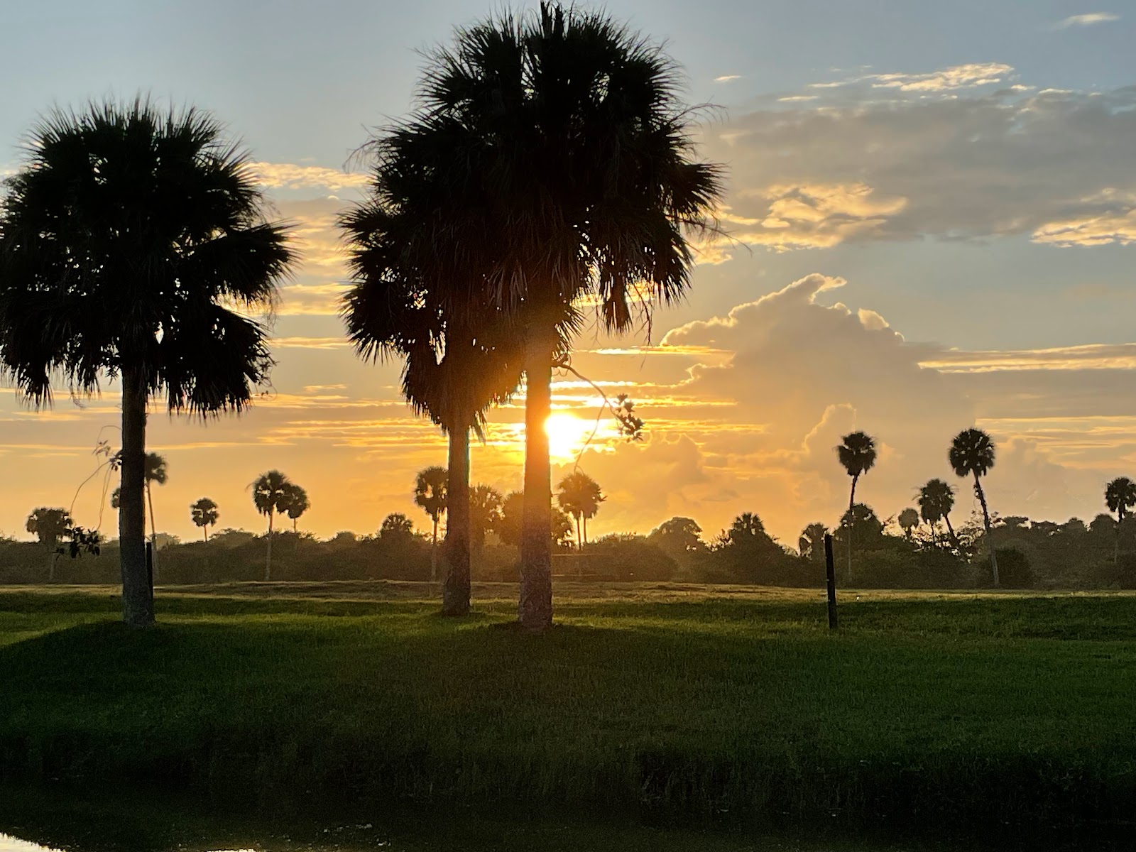 Ancient Oaks (55+ park)