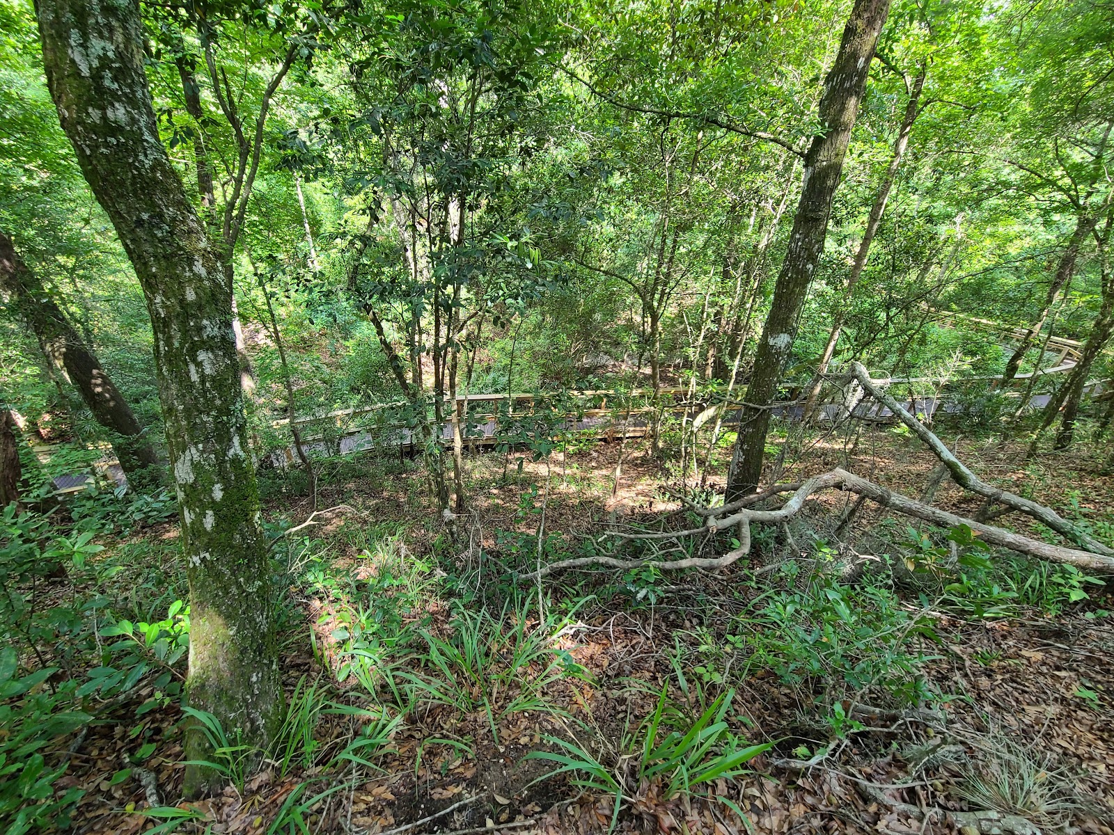 Mike Roess Gold Head Branch SP