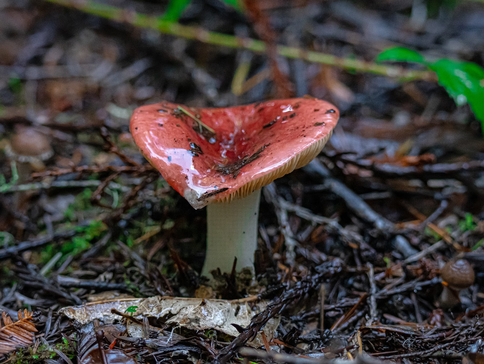 Memorial Park - Azalea Flat and Sequoia Flat Campground