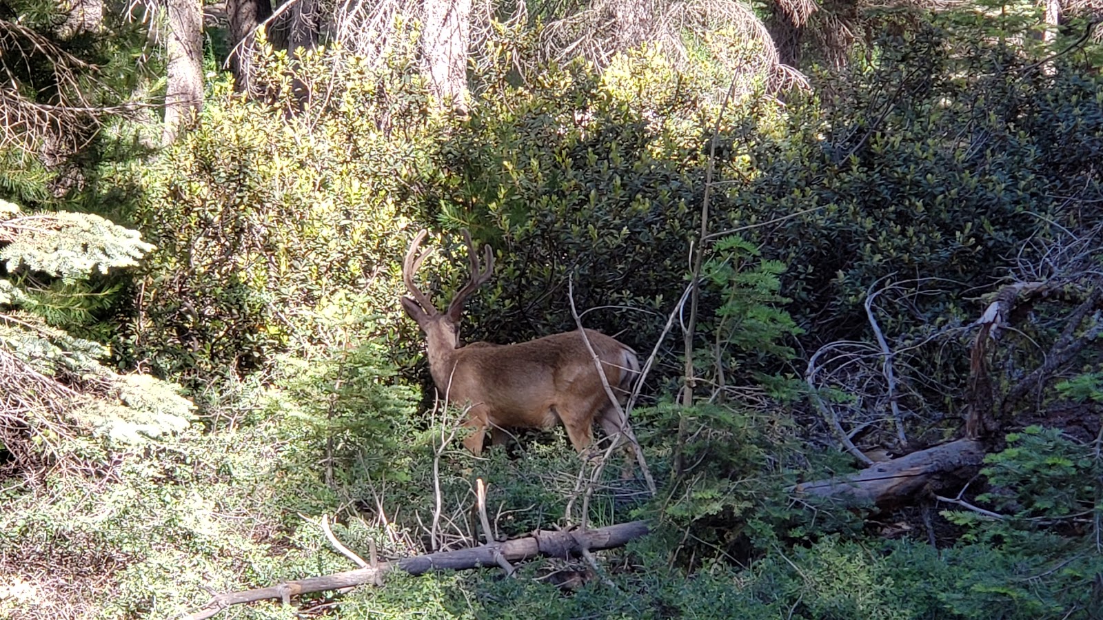 Dorst Creek Campground - Sequoia National Park