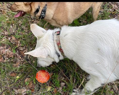 Bird Creek Campground