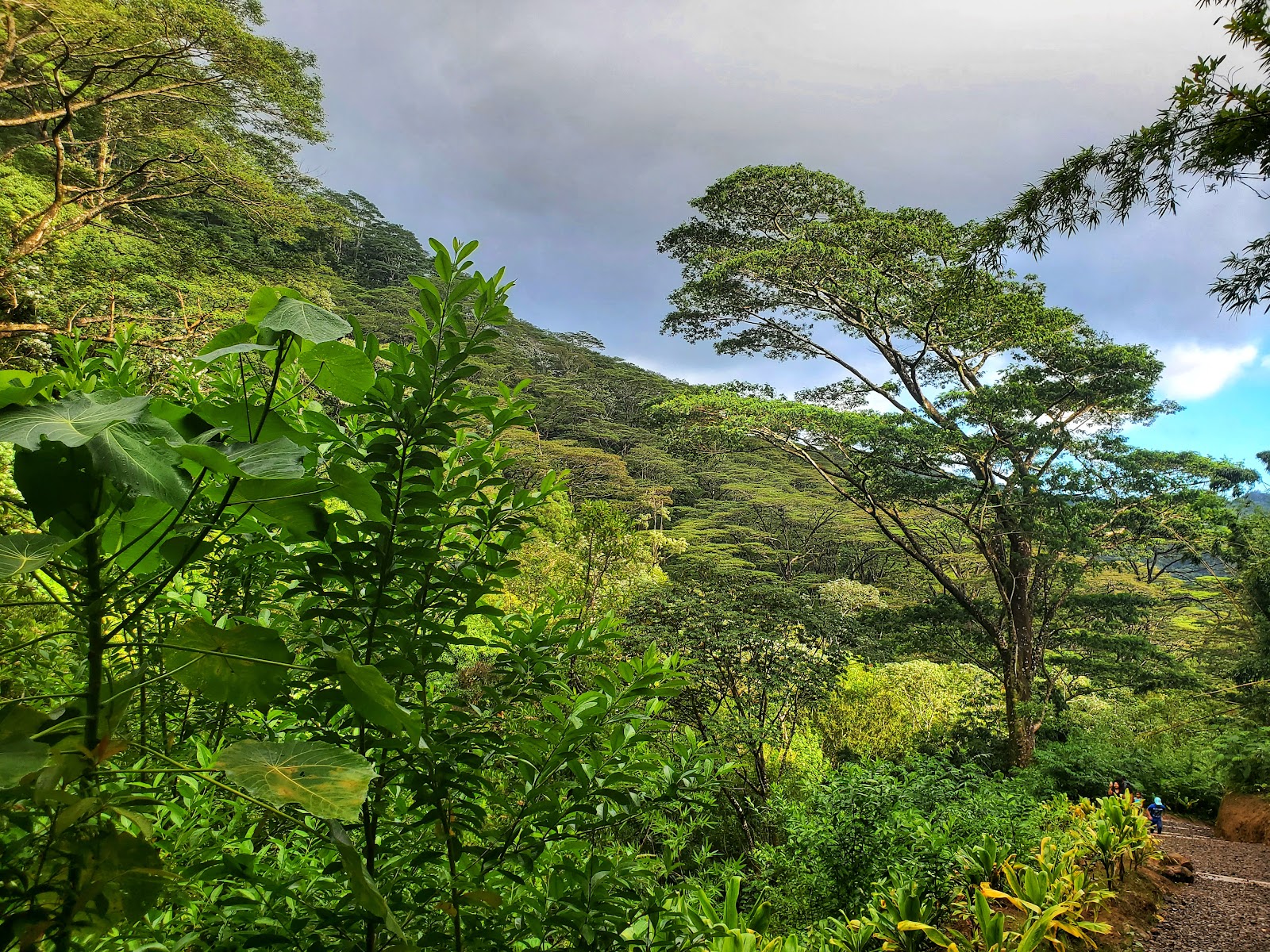Manoa Valley District Park