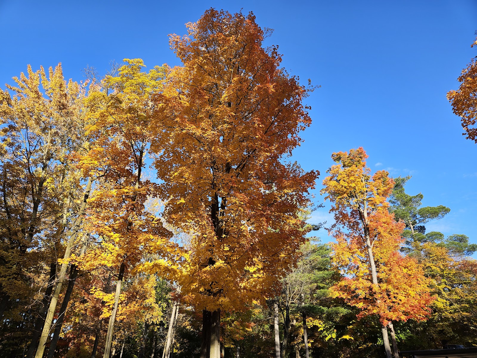 Pine Ridge RV Resort and Campground