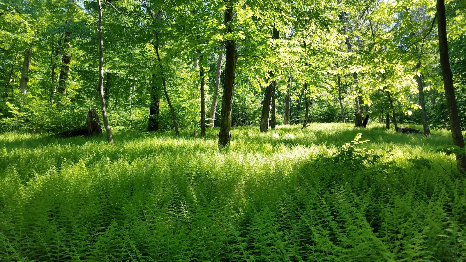 Worthington State Forest