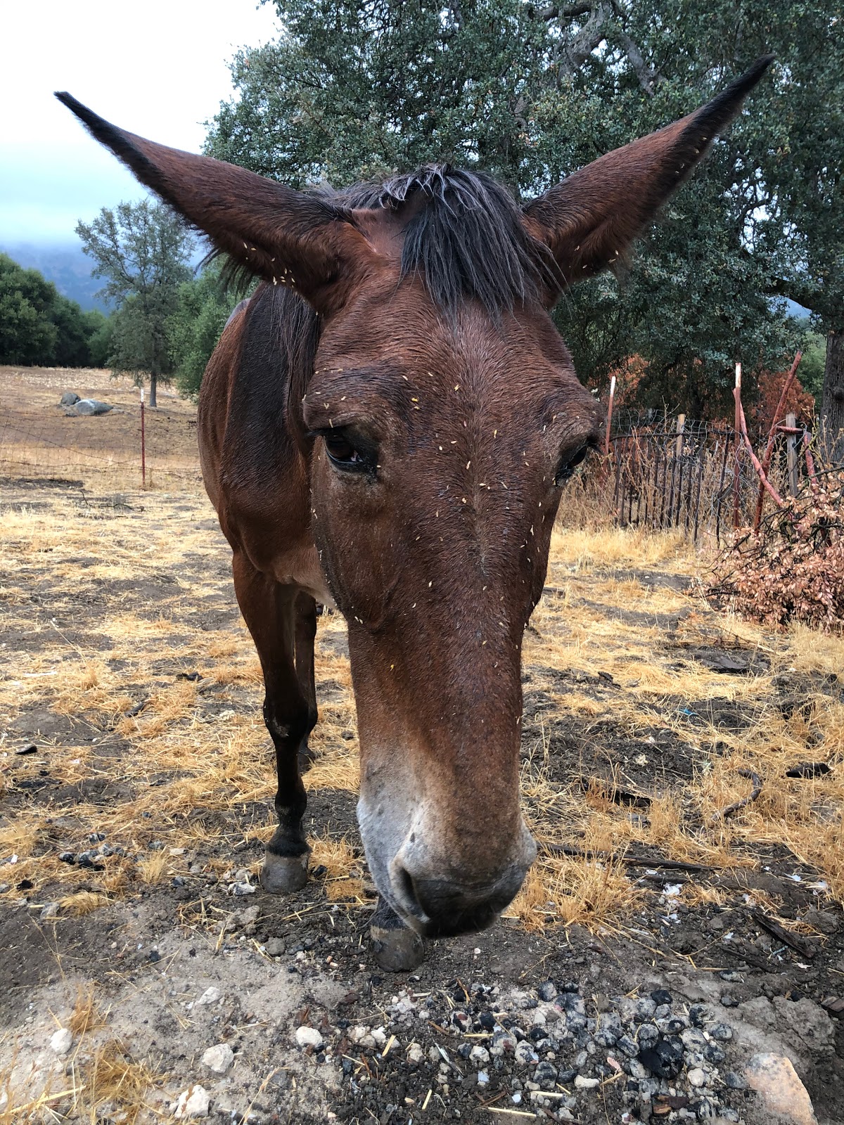 Camp Ikigai at Ikigai Animal Sanctuary