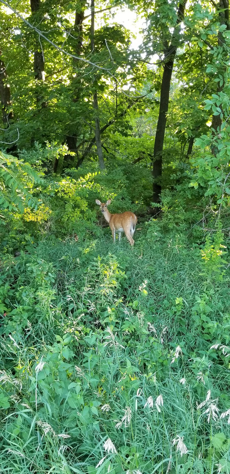 Lake View Recreation Area (Saylorville)