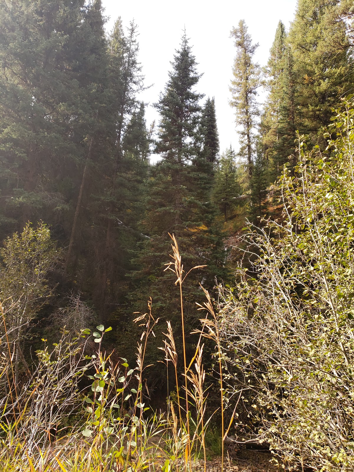 Willow Creek Campground