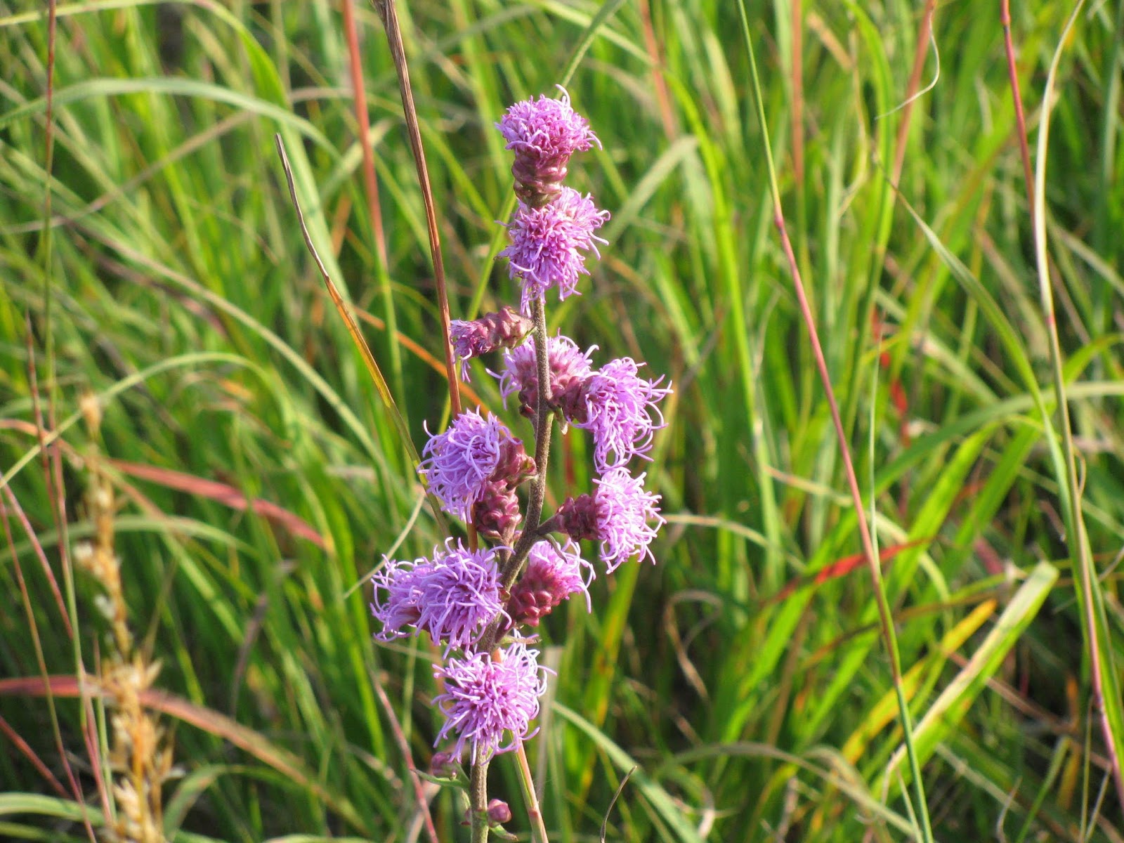 Lake Bronson State Park