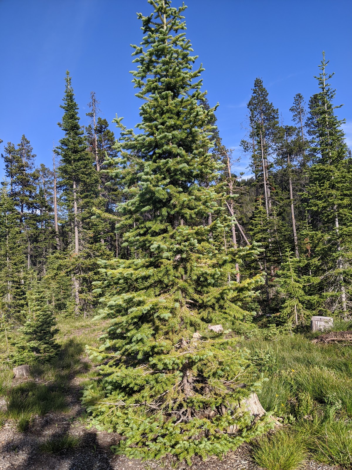 Kings Hill Campground