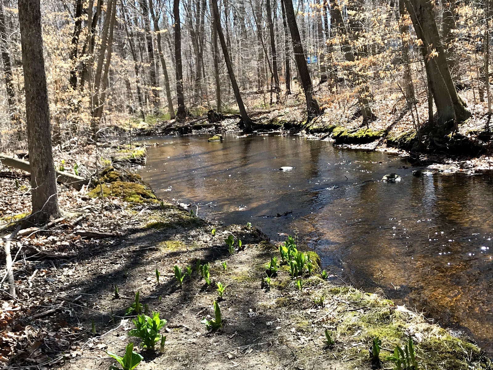 Cockaponset State Forest