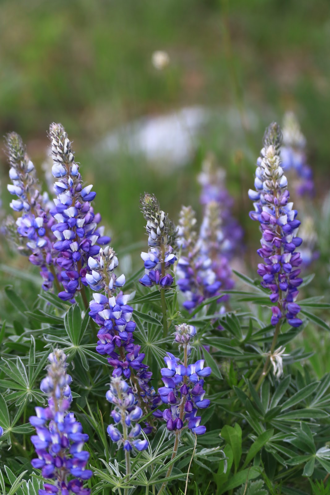 Island Park Campground