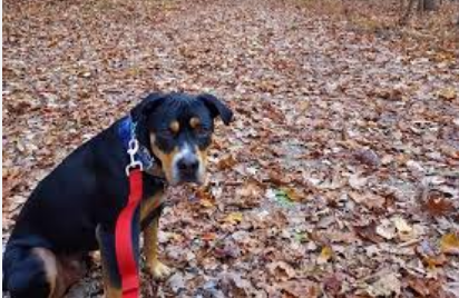 Pocahontas State Park