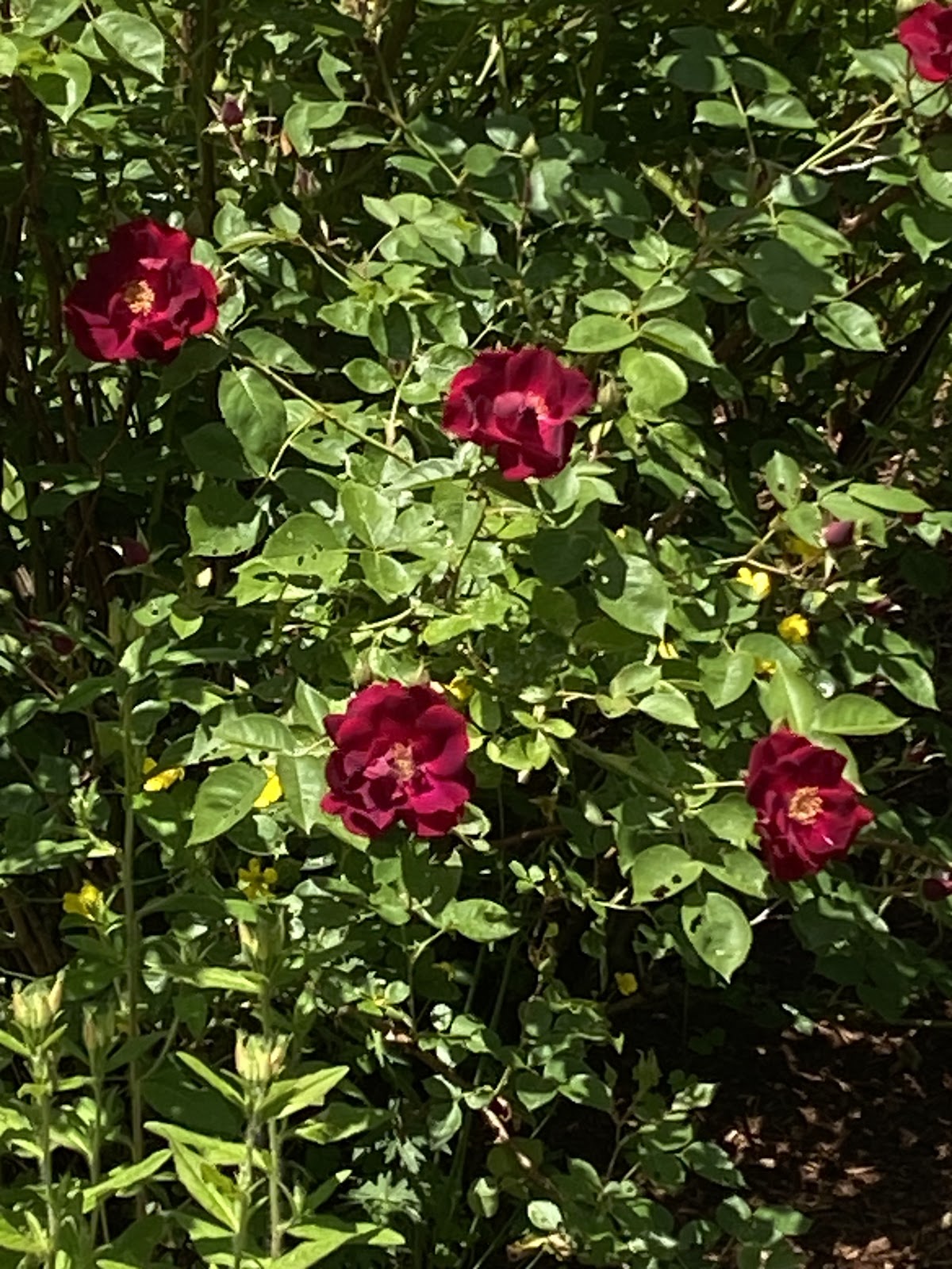 Limehurst Lake Campground