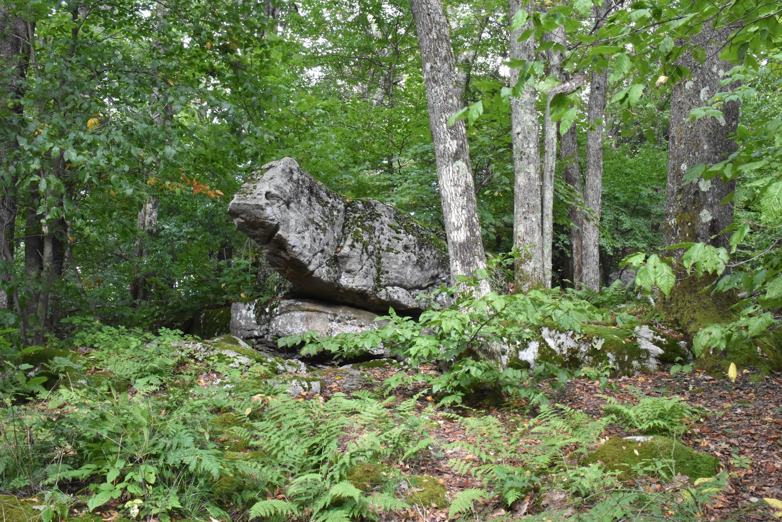 Bear Haven NF Campground