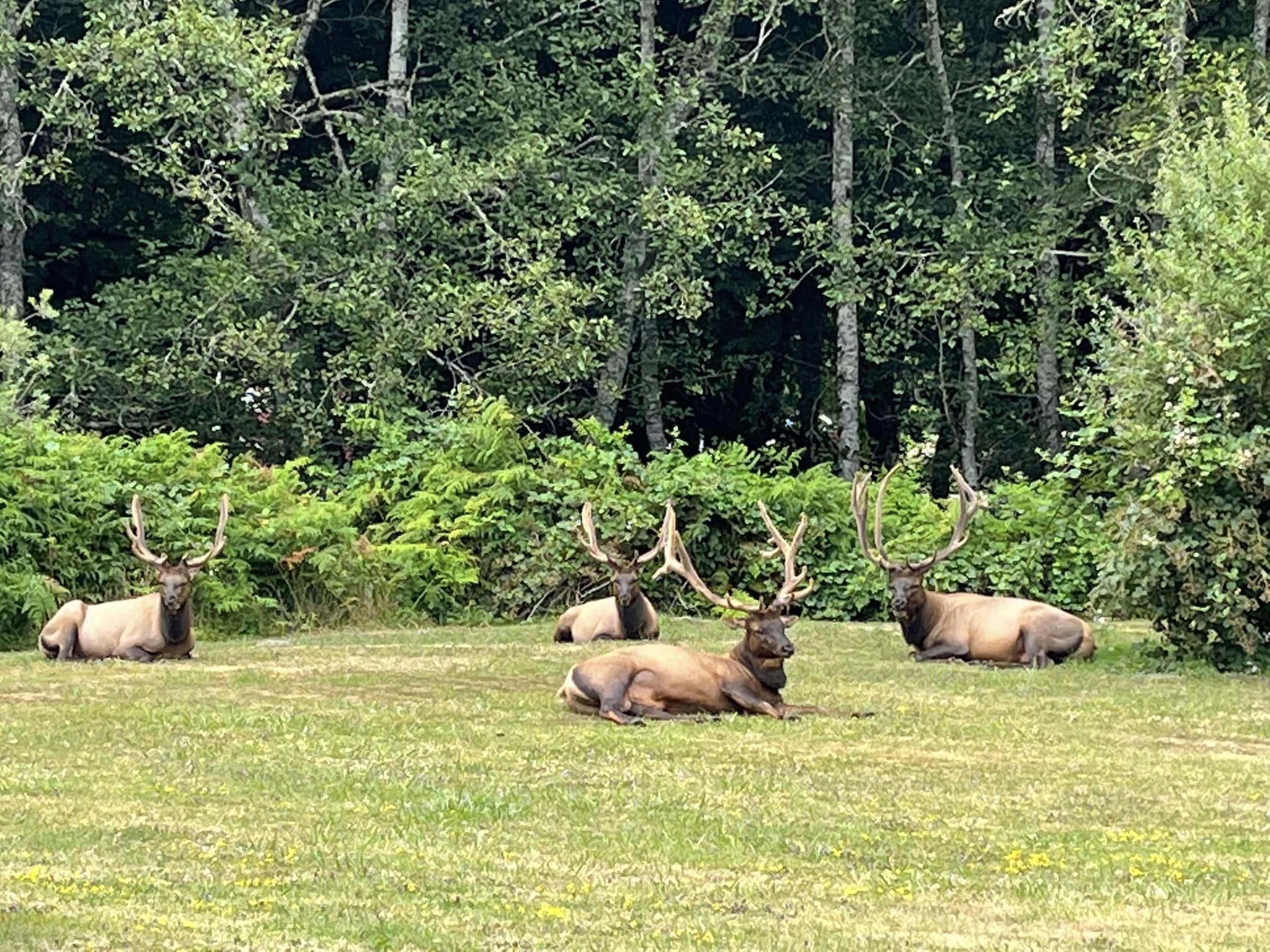 Heart of the Redwoods Cottages & RV