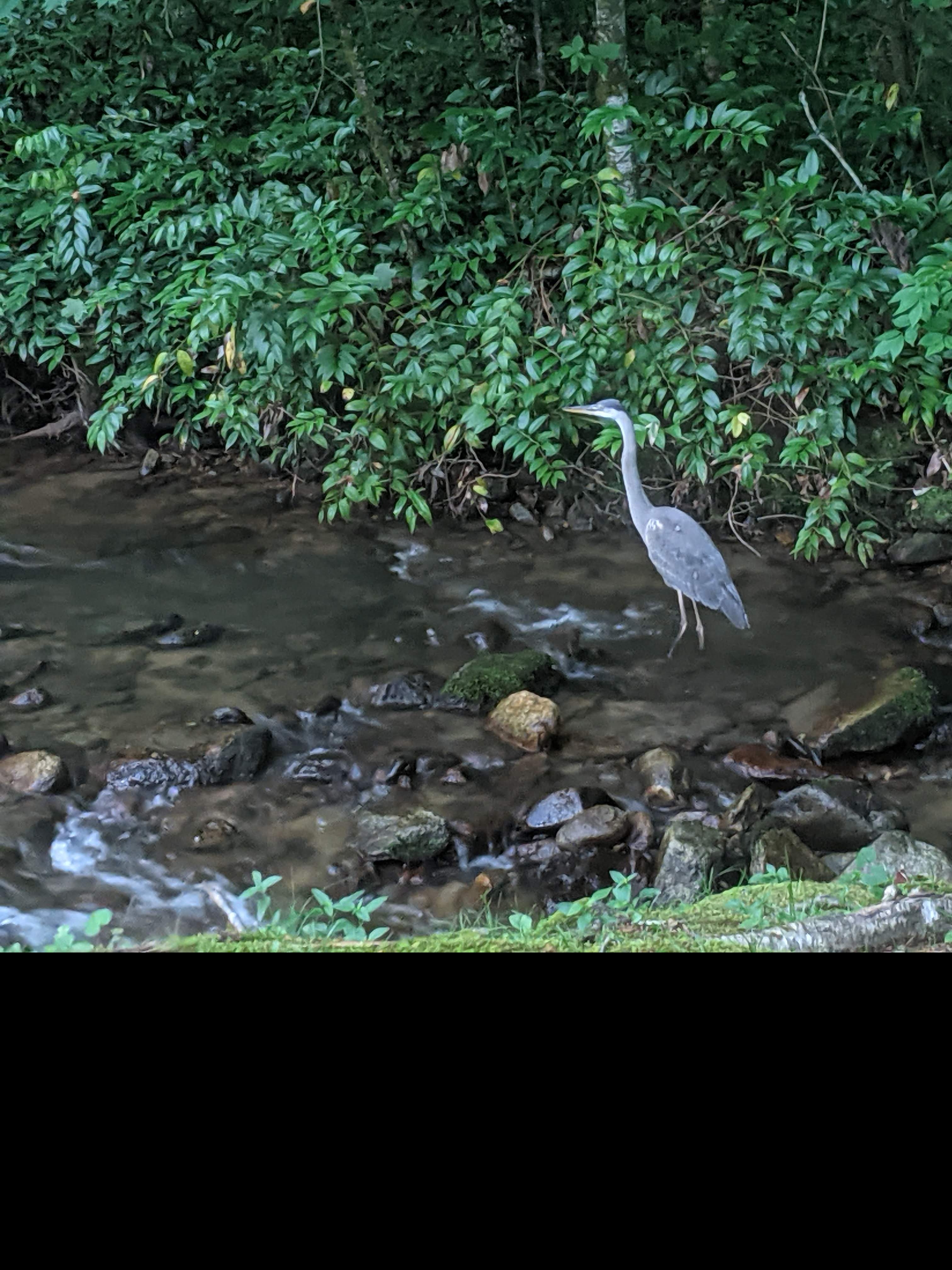 Trout Creek Campground, Tuckasegee, North Carolina