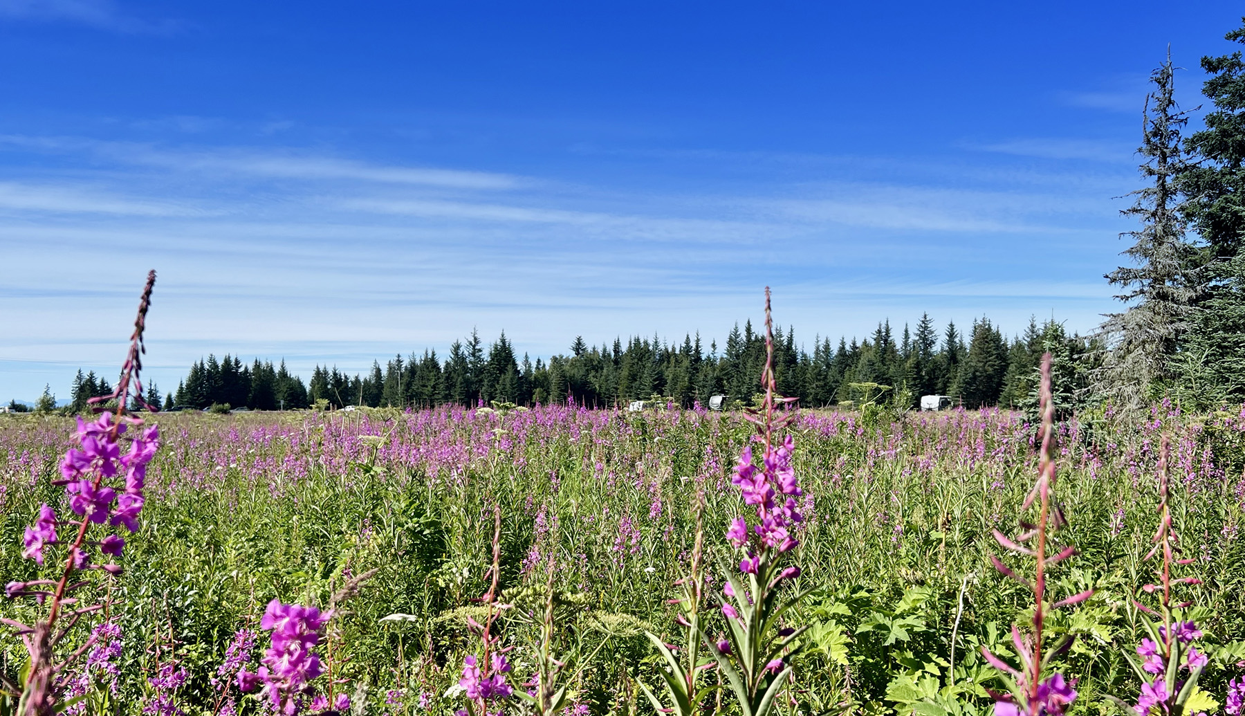 Blue Spruce Campground, Ninilchik, Alaska