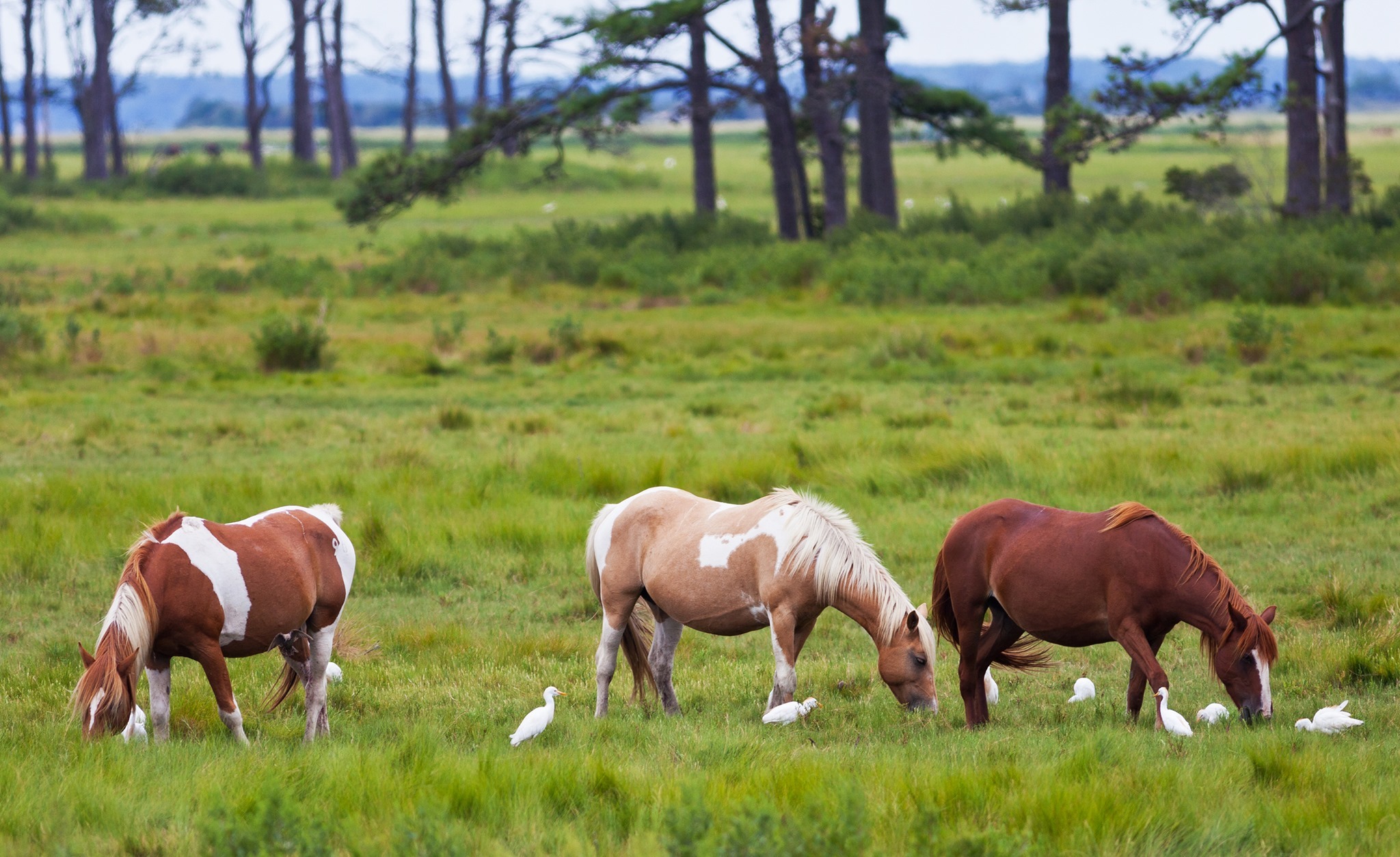 Yogi Bear's Jellystone Park™ Camp-Resort: Chincoteague Island