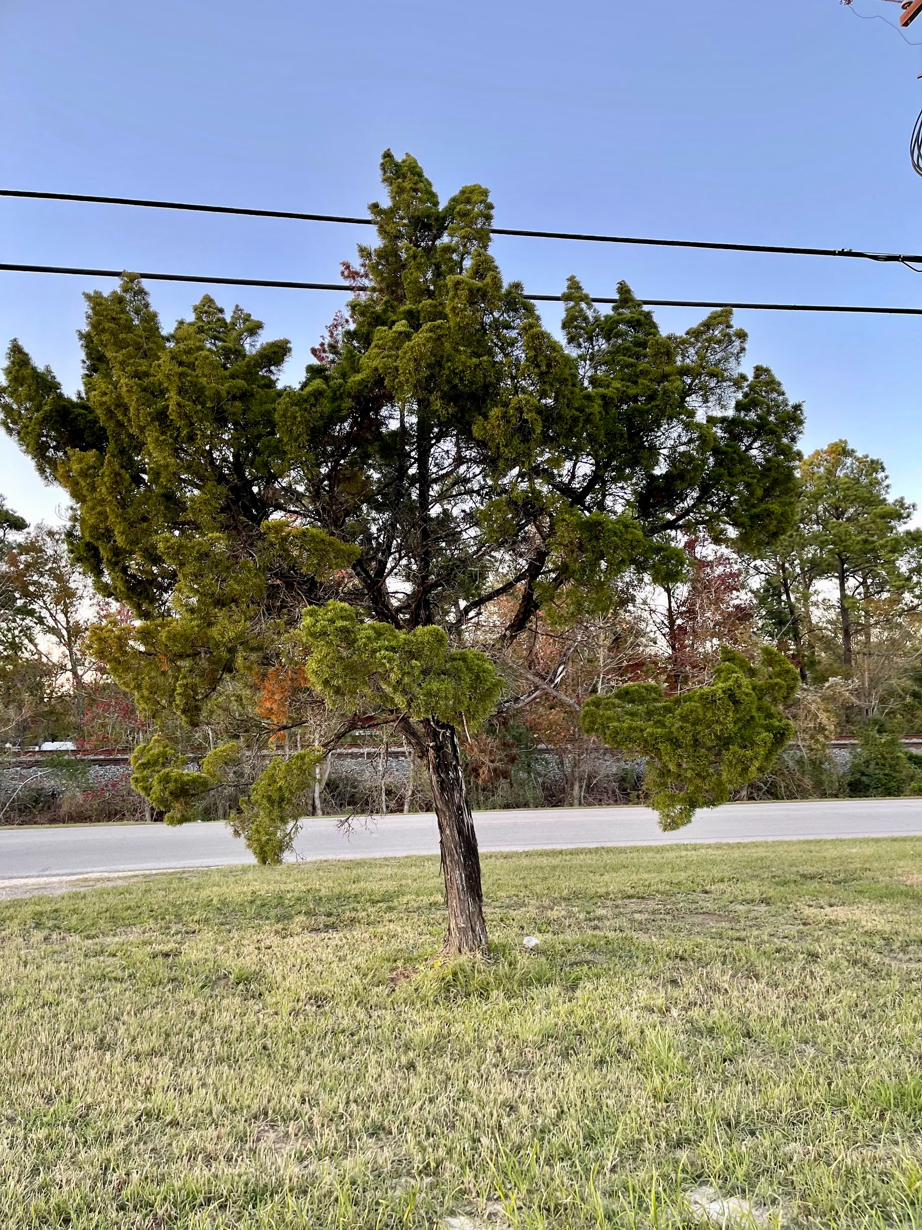 Dot’s Mobile Ranch, Vidor, Texas