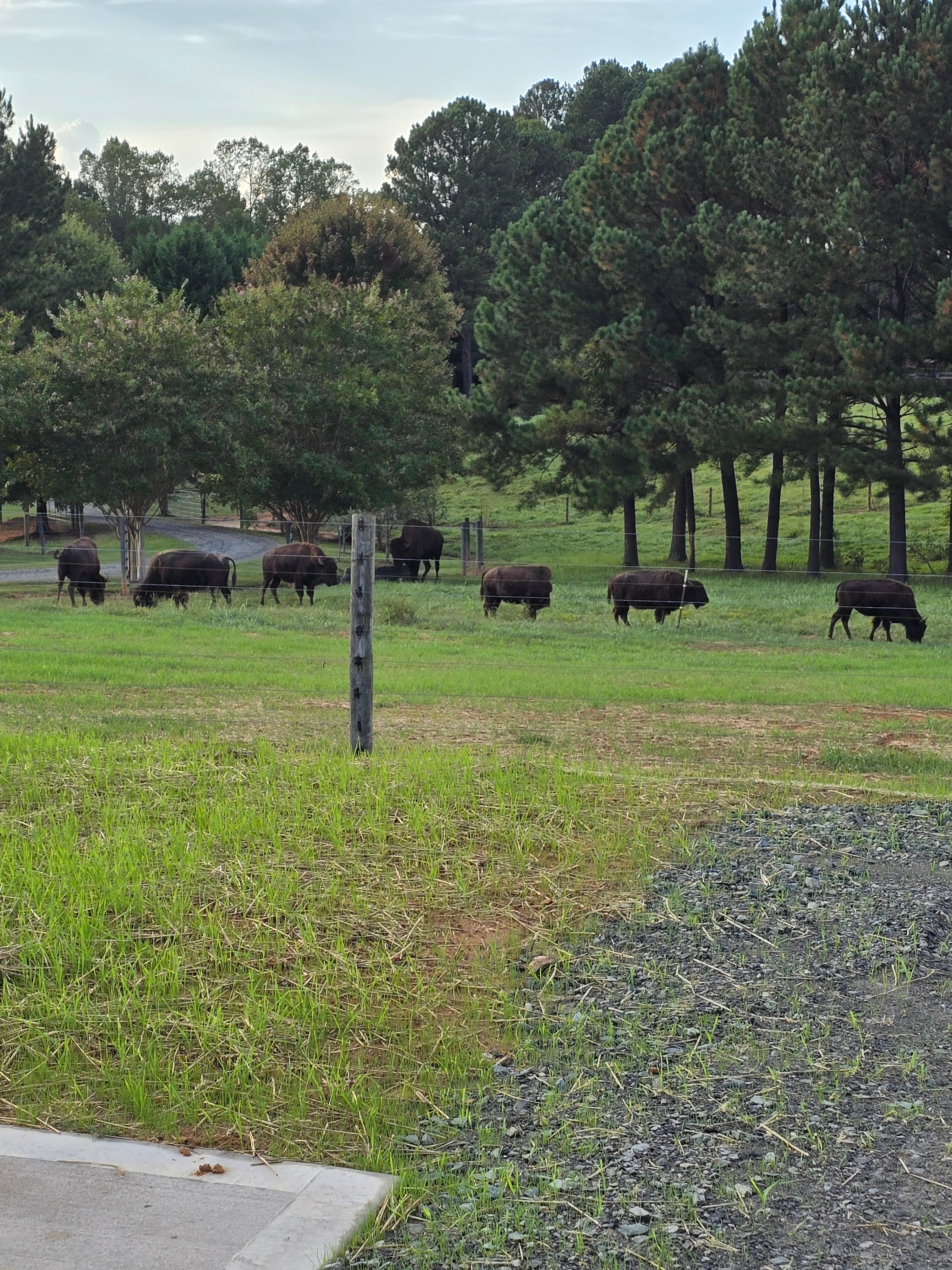 Bison Trail RV Park, Madison, North Carolina