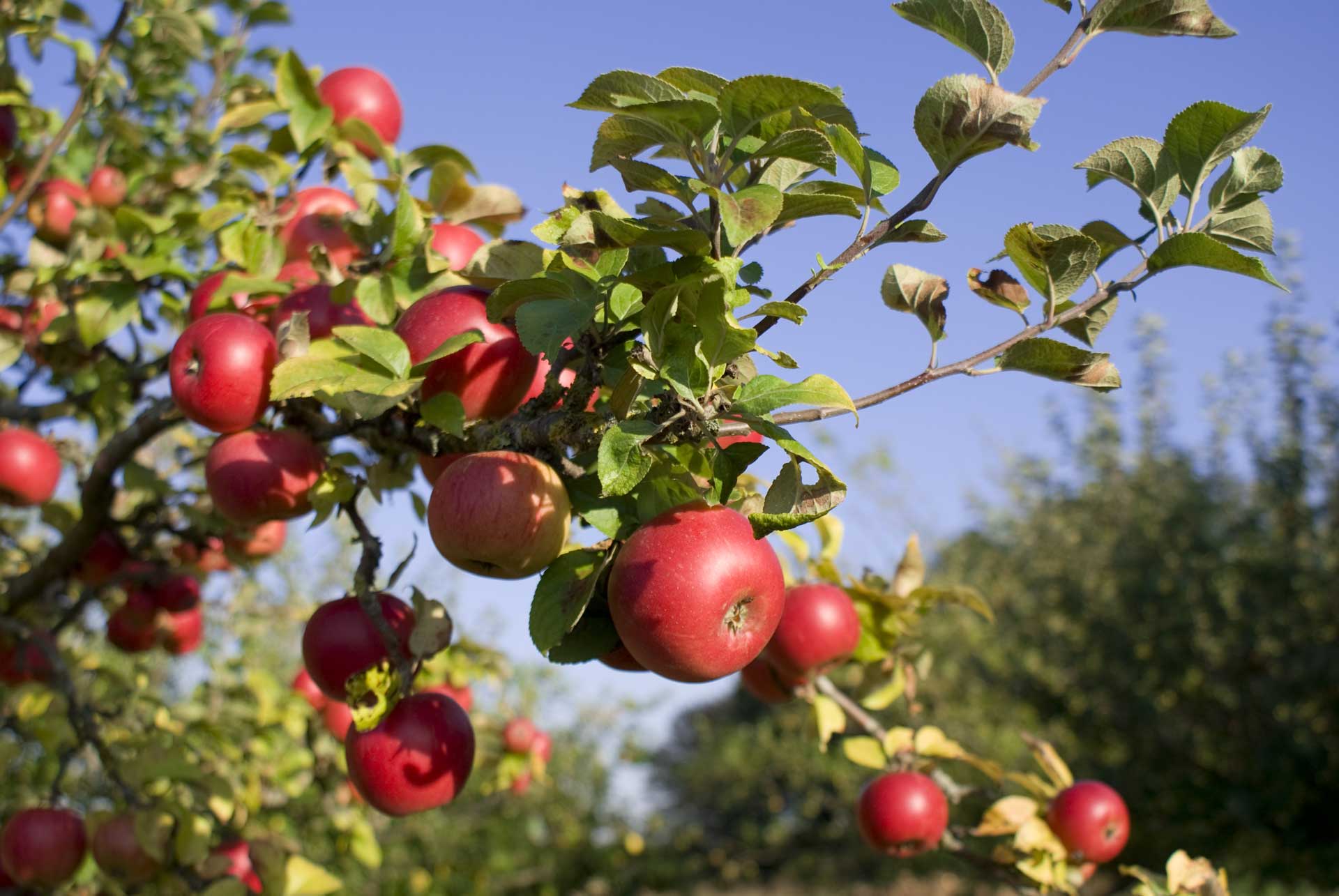 The Campground at Big B's Delicious Orchards, Hotchkiss, Colorado